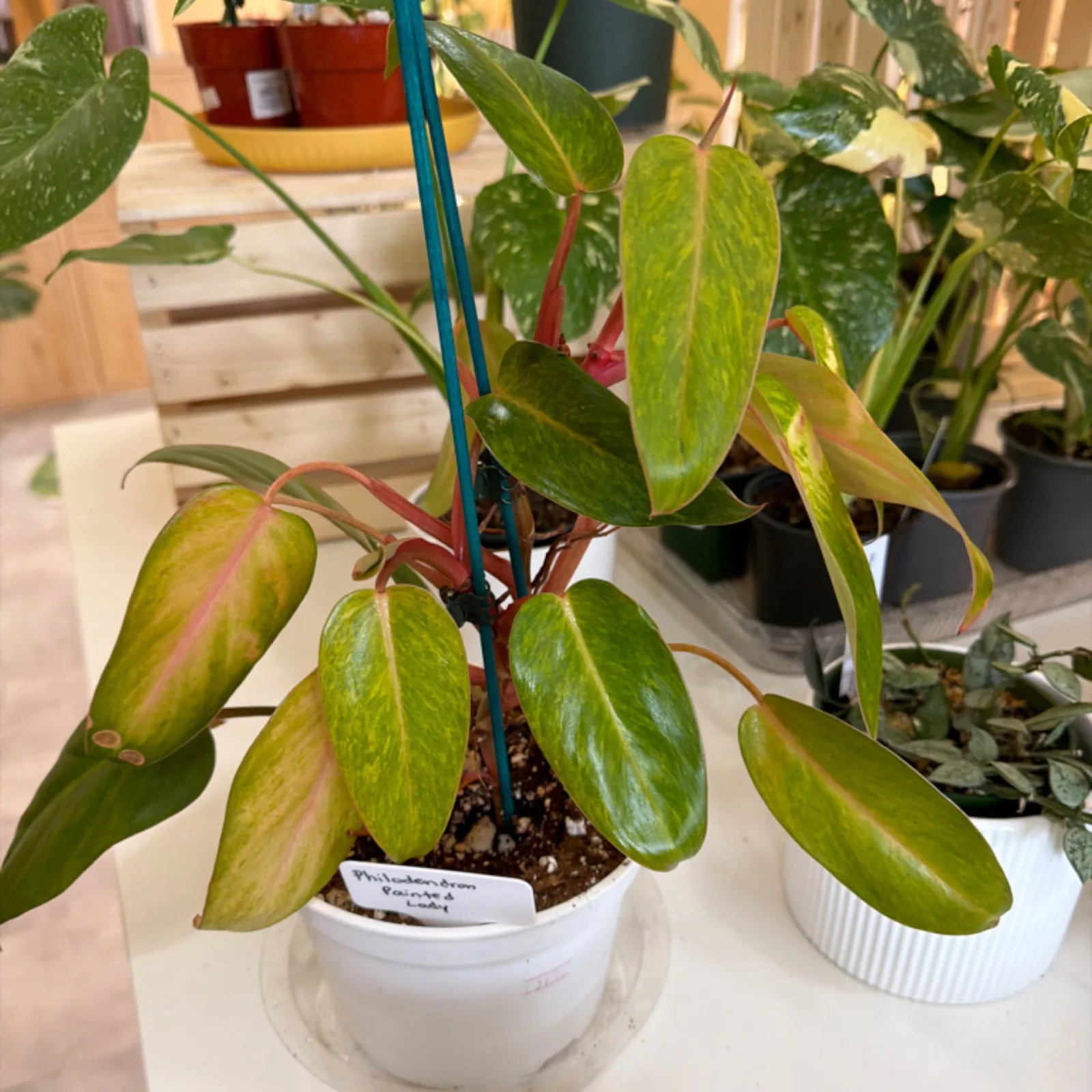 Philodendron Painted Lady 6" houseplant with variegated green and red leaves in white pot.