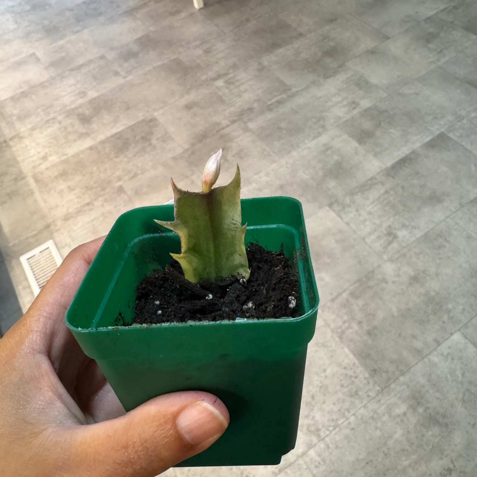 Thanksgiving Cactus Variegated — image 2