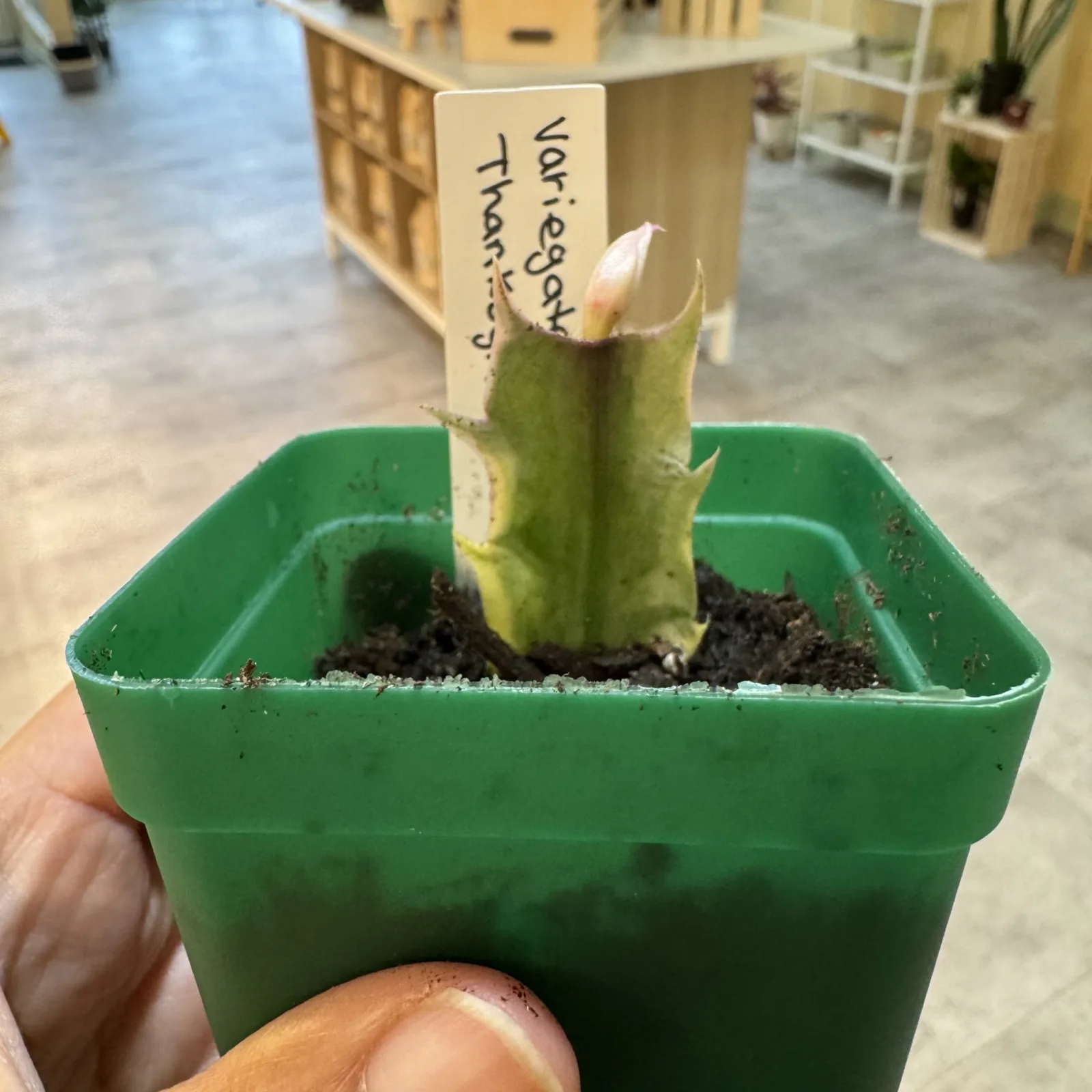 Thanksgiving Cactus Variegated small cutting in green pot with care label.