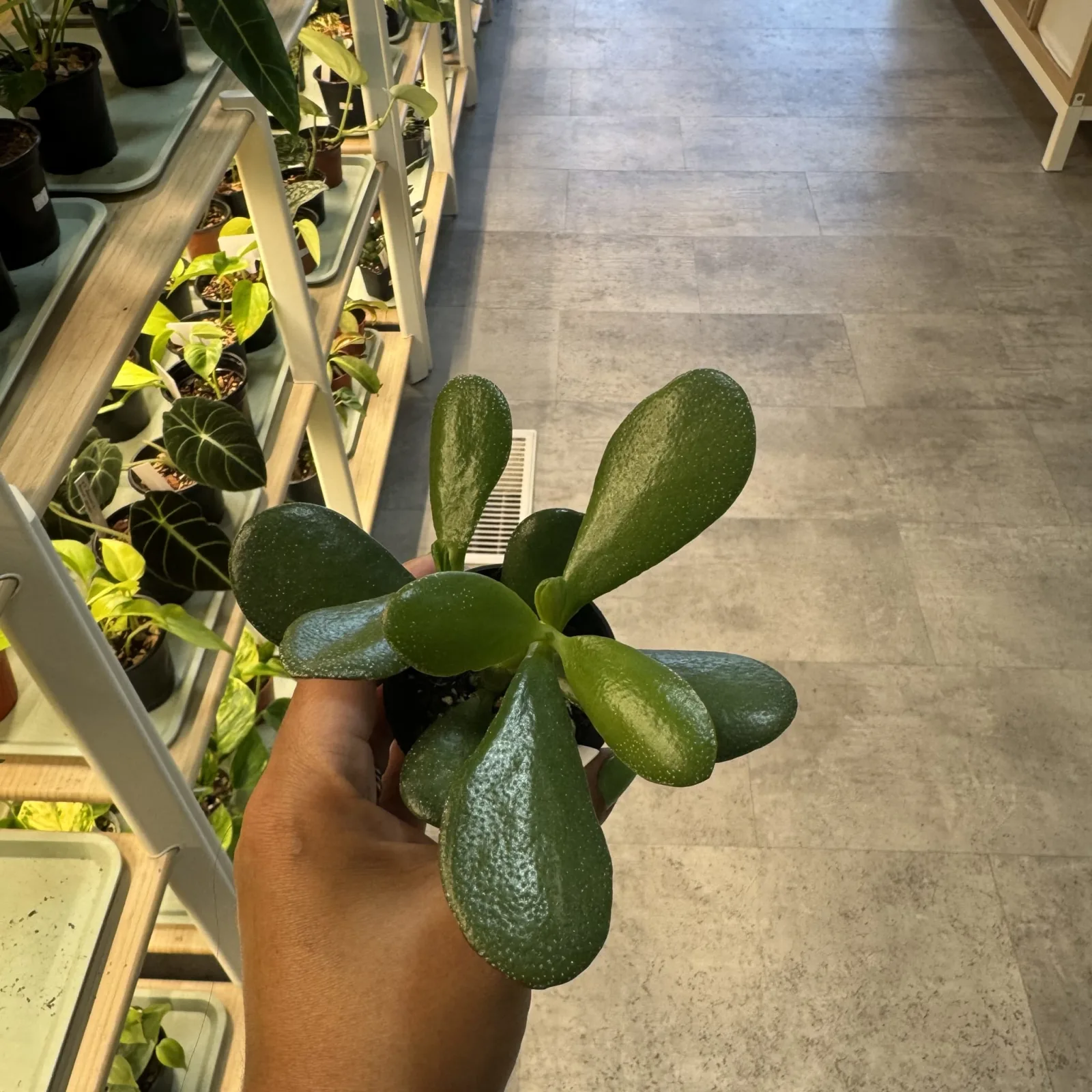 Jade plant — image 4