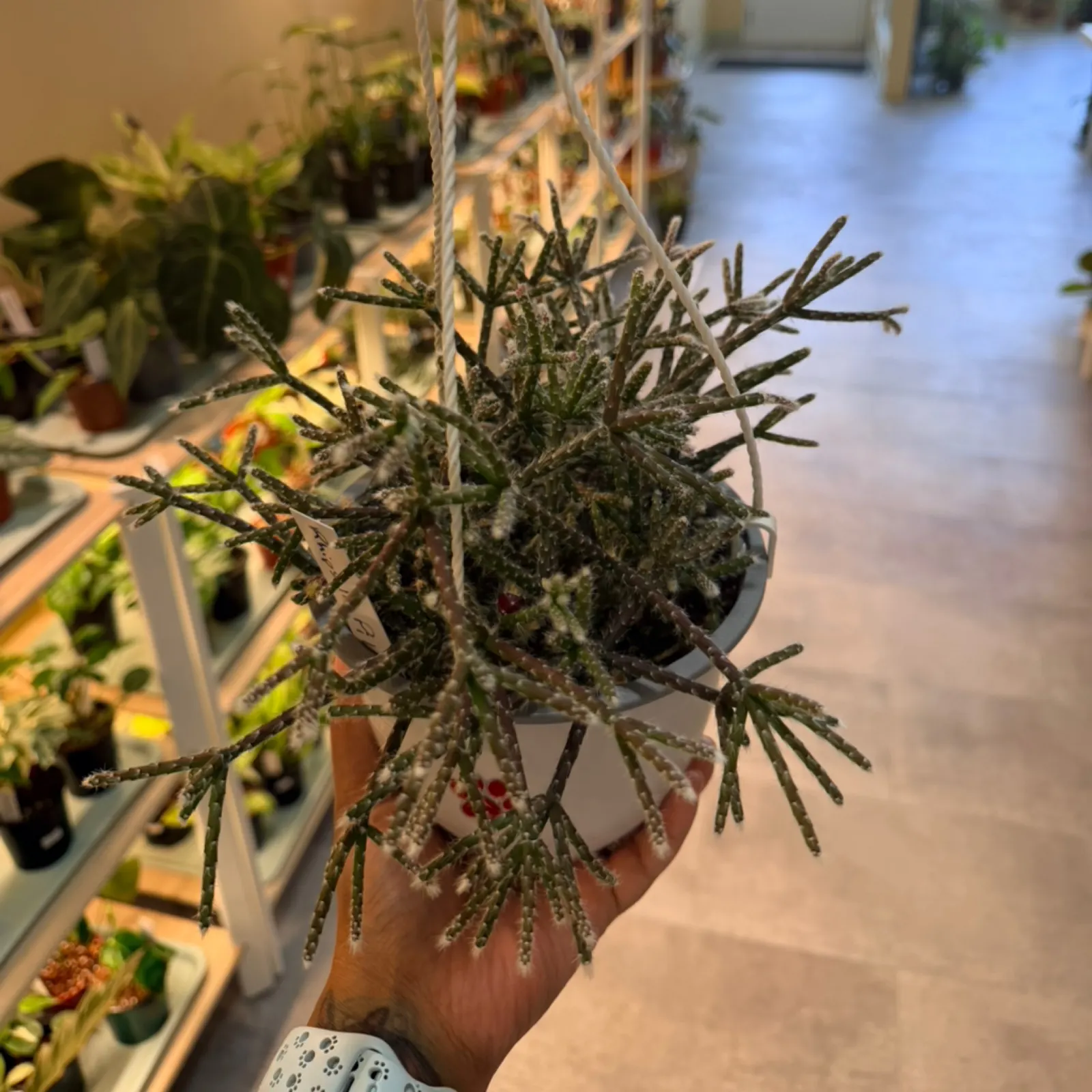 HB Rhipsalis Pilocarpa hanging plant with thin green stems in terracotta pot indoors.