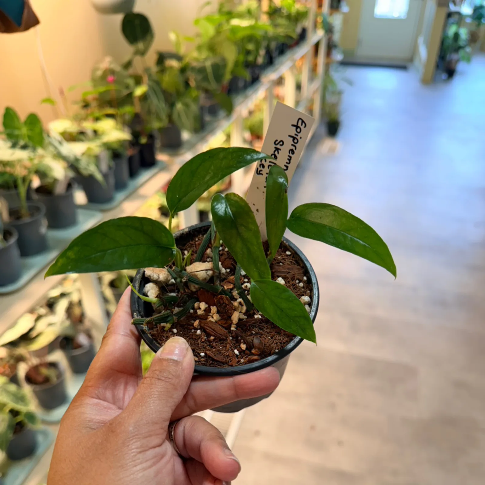Epipremnum Skeleton Key plant with distinctive lobed leaves in small black nursery pot.