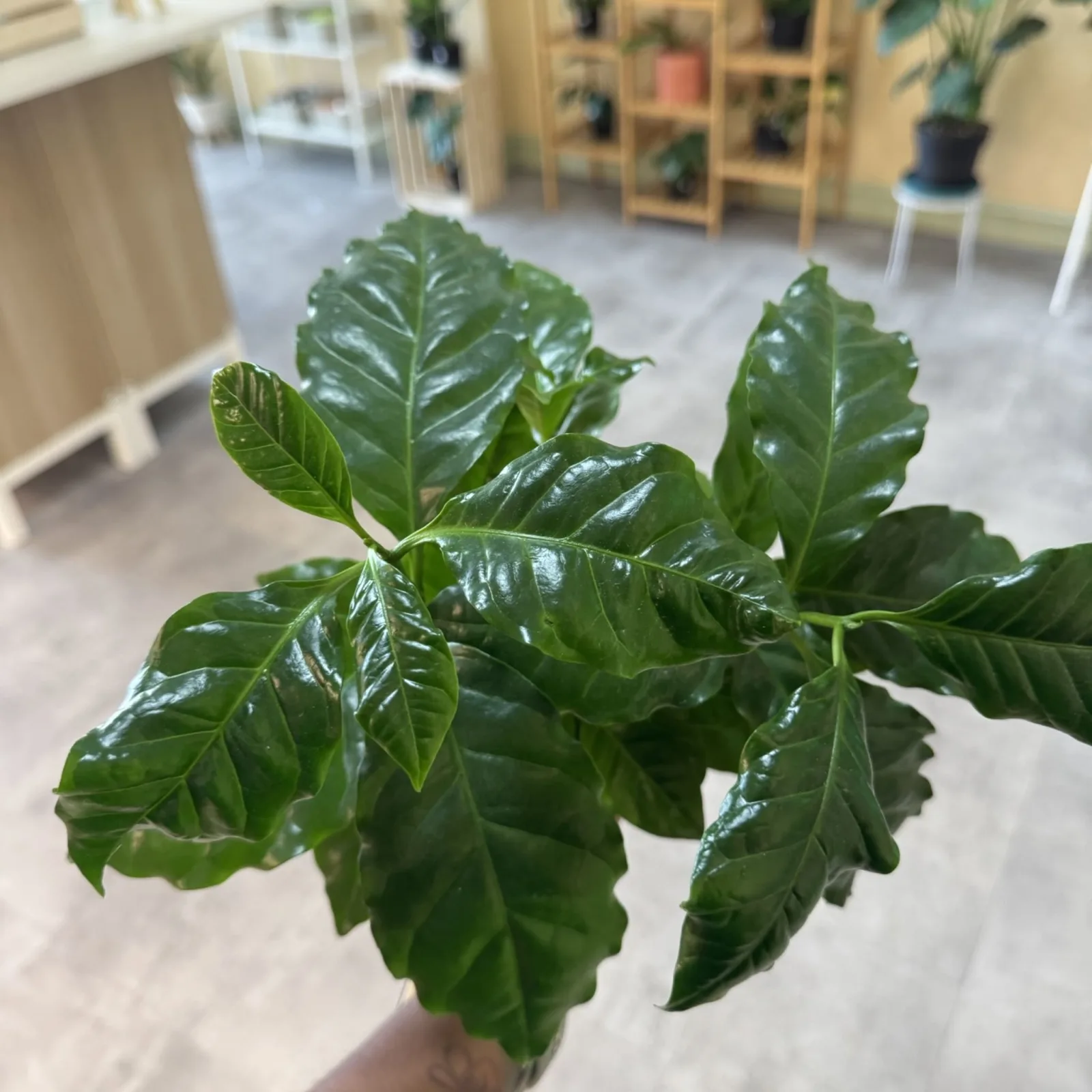 Coffee Plant with glossy green leaves in indoor setting, displayed in pot.