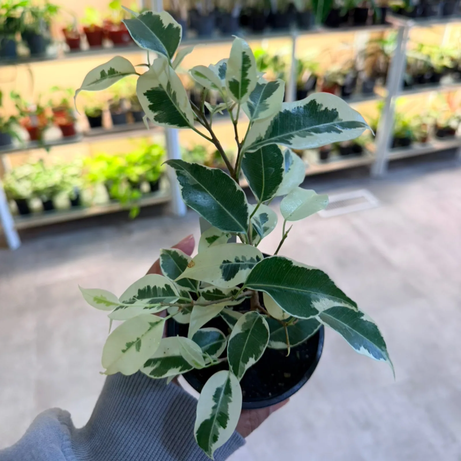Ficus Benjamina Variegated plant with green and white striped leaves in black nursery pot