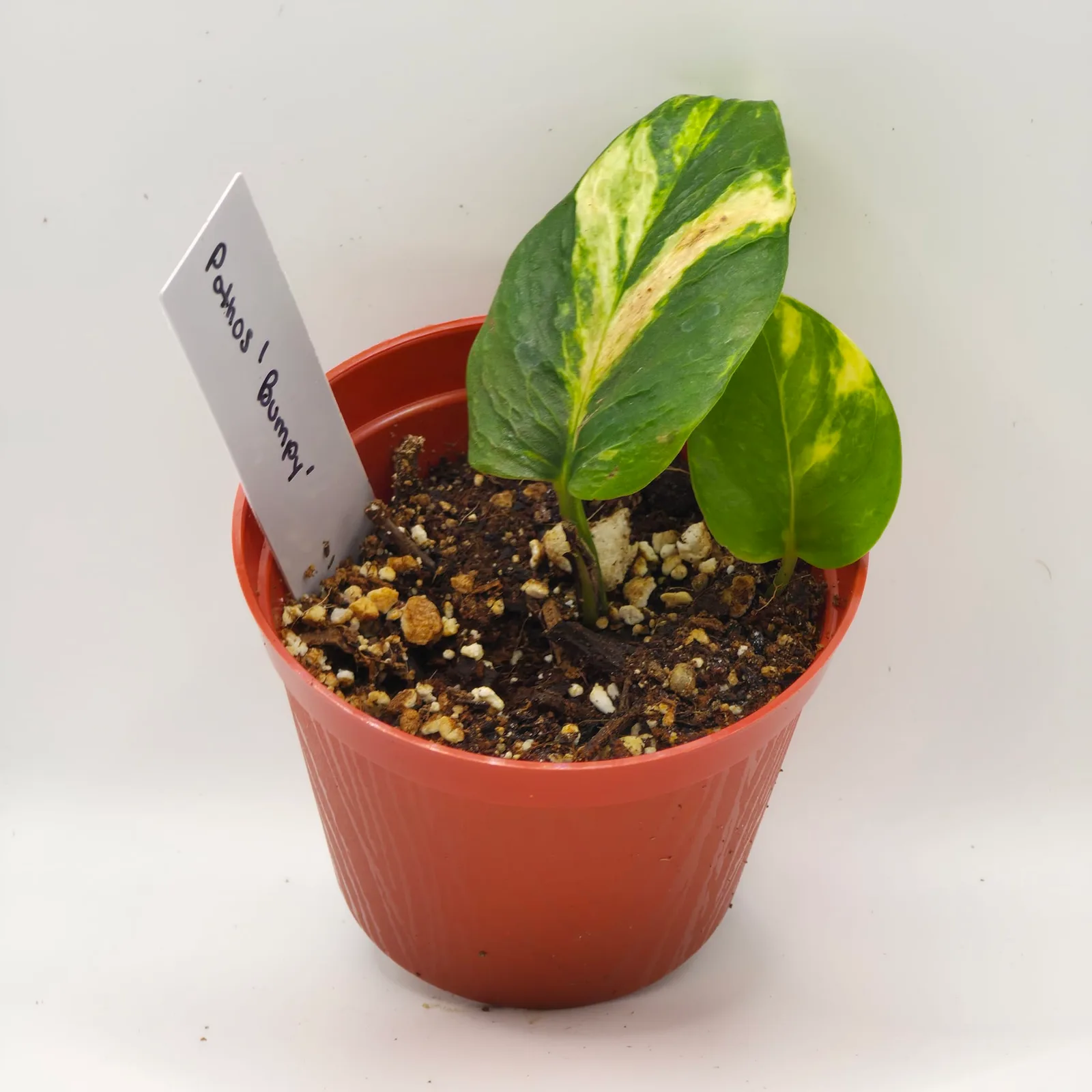 Pothos Bumpy — image 2