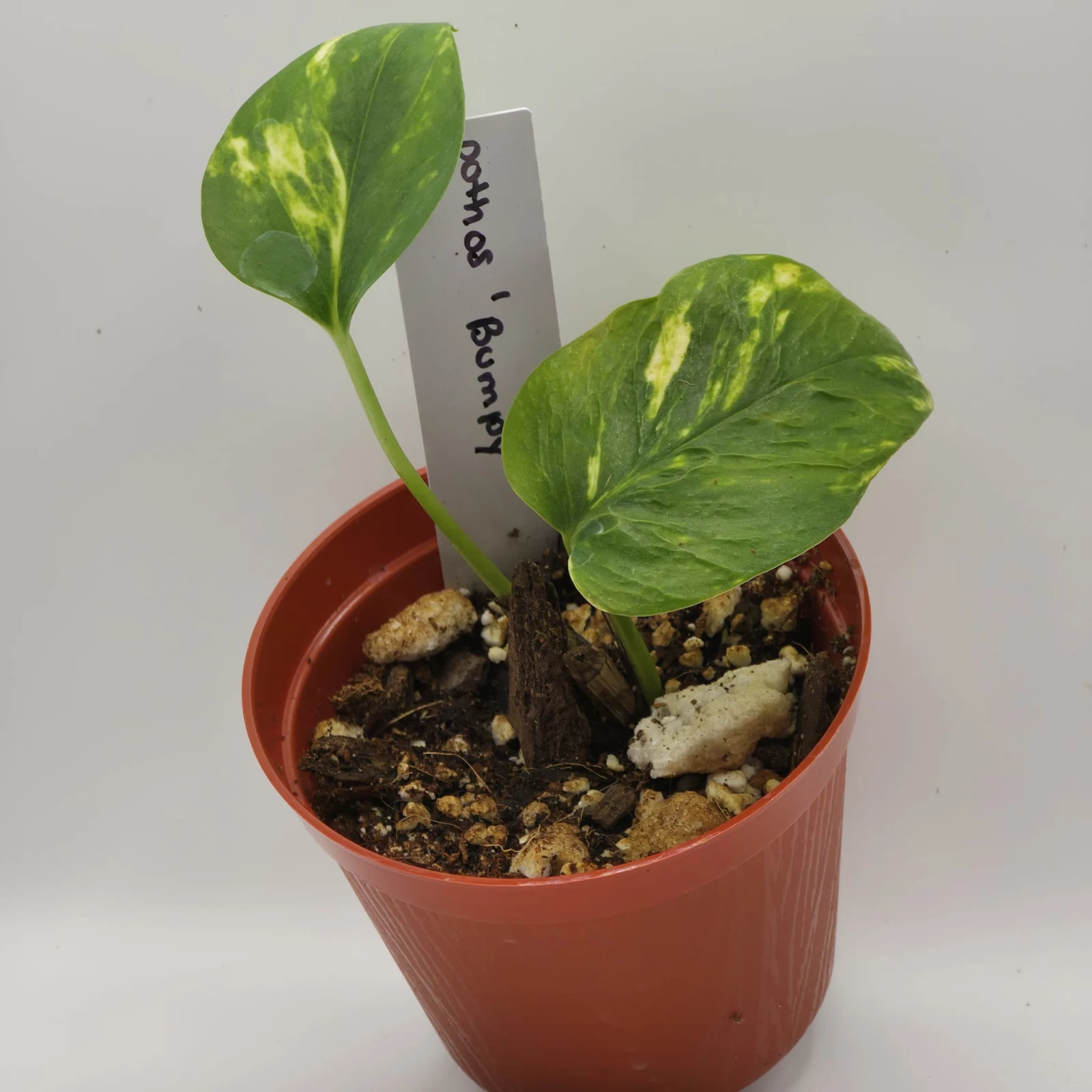 Pothos Bumpy houseplant with variegated green leaves in terracotta pot with care label.