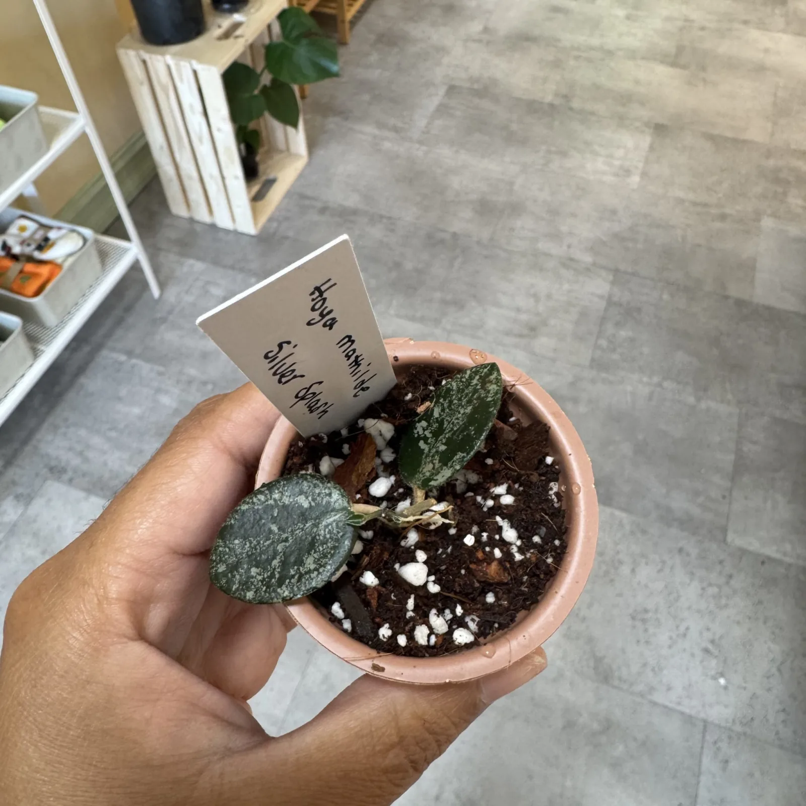Hoya Mathilde Silver Splash in small terracotta pot with care tag.