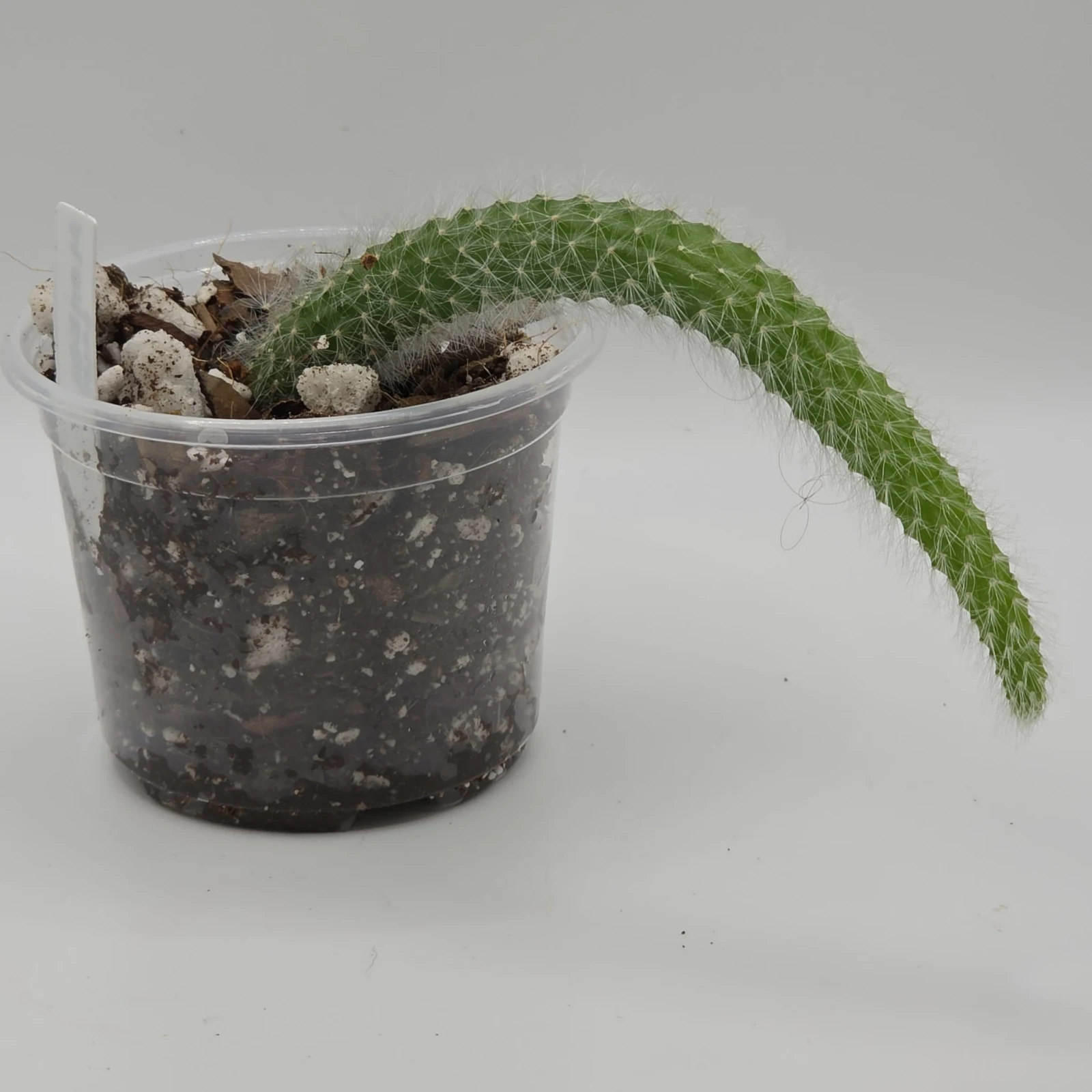 Monkey Tail Cactus (Long Hair) — image 2