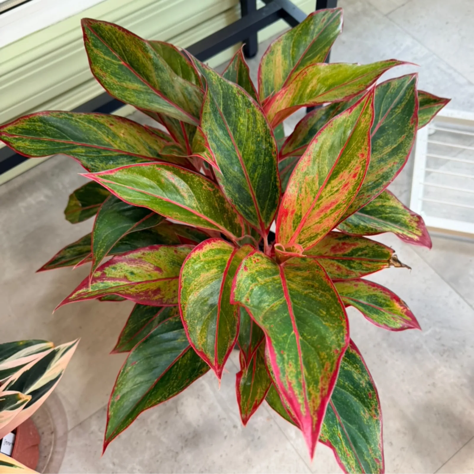 Aglaonema Red Siam houseplant with vibrant red and green striped leaves in pot.