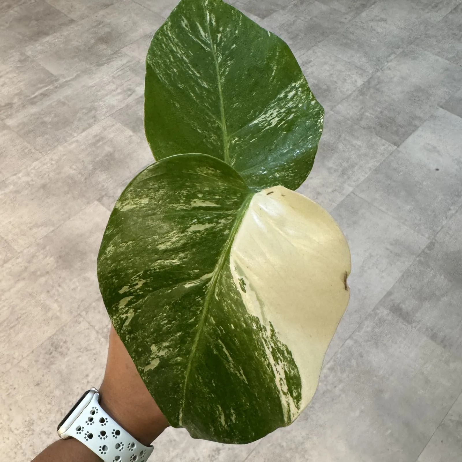 Monstera Albo (Medium Variegation) — image 3