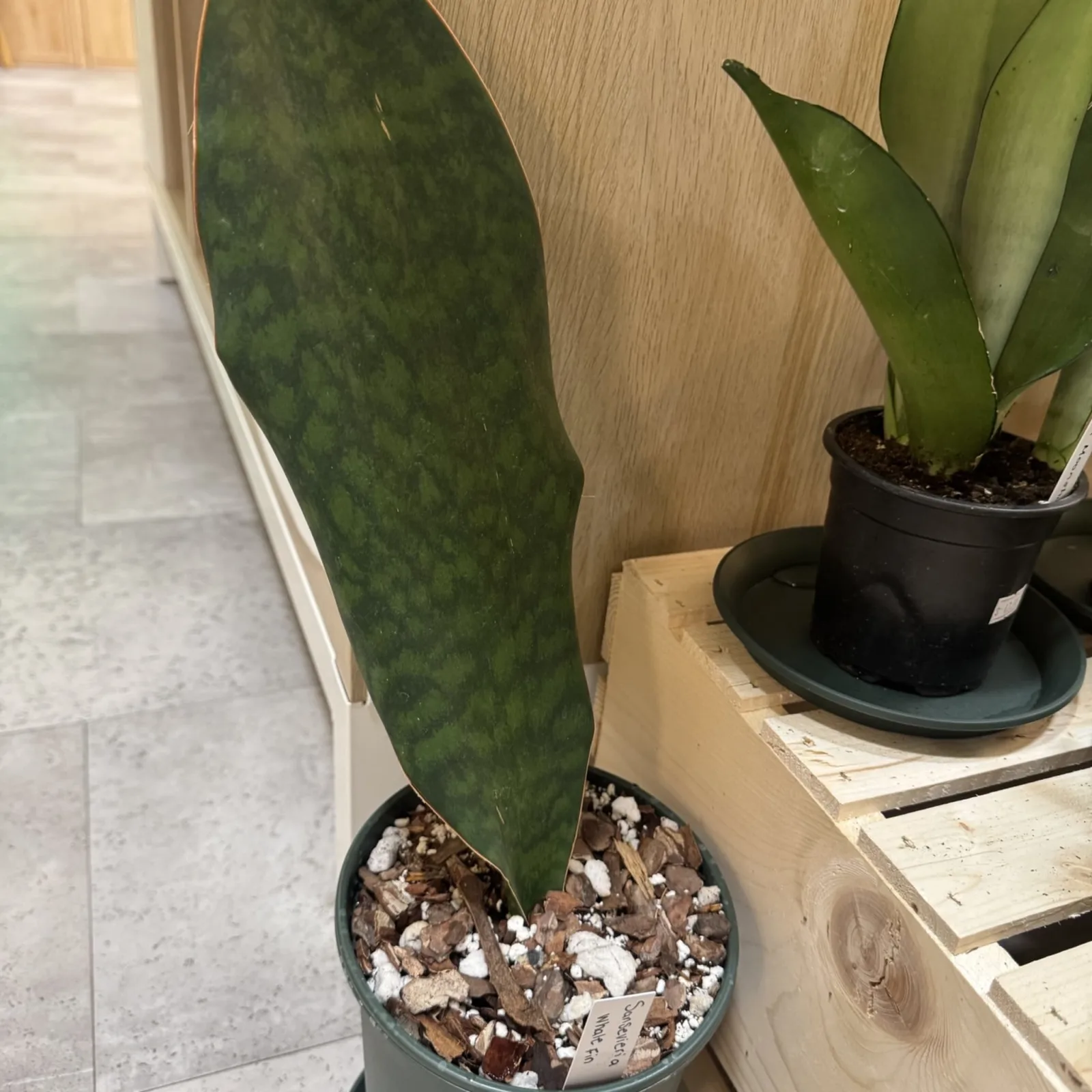 Sansevieria Whale Fin plant with green leaf in gray pot with soil.