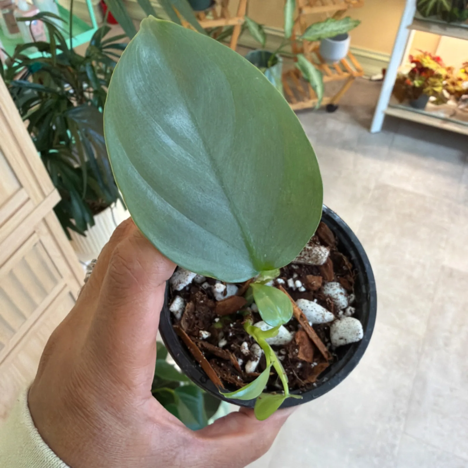 Philodendron Silver Sword 4" with elongated silver-green leaf in black nursery pot.
