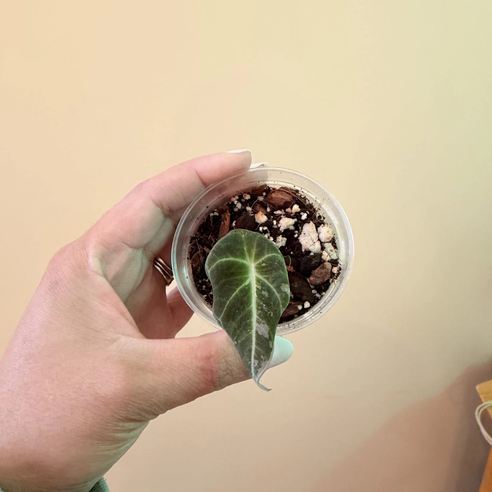 Alocasia Black Velvet Pink Variegation small potted plant held in hand, showing variegated foliage.