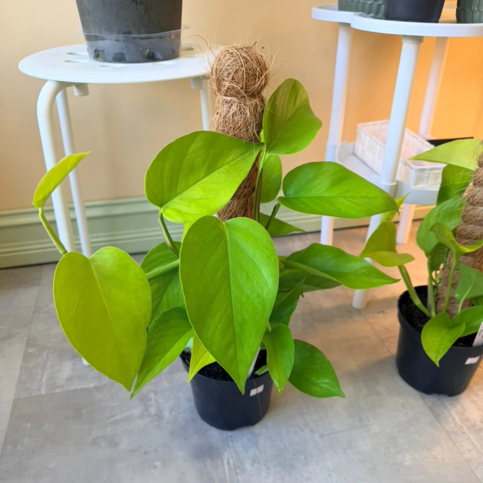 Neon Pothos on Coco Coir Pole with vibrant green heart-shaped leaves in black pot.
