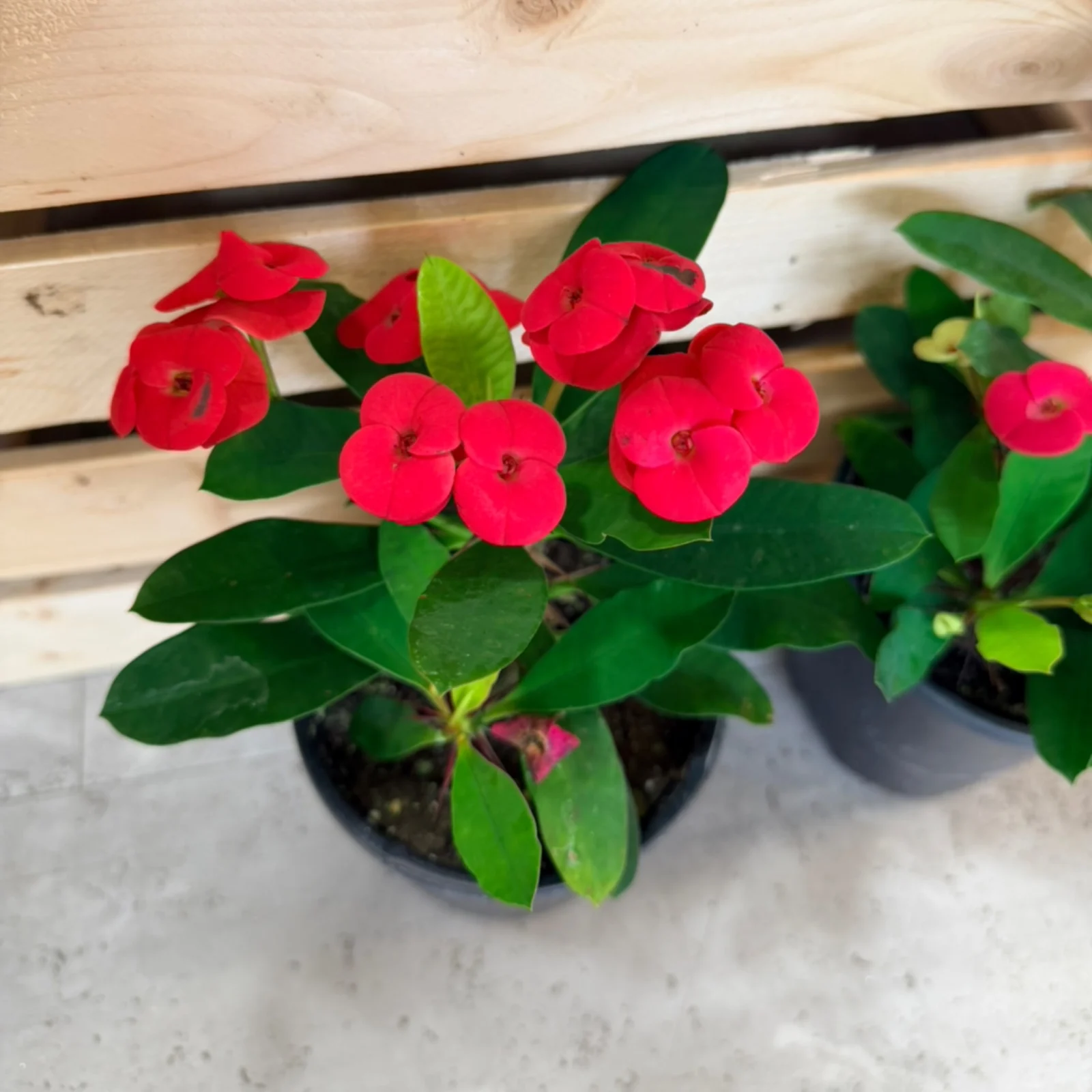 Crown of Thorns plant with bright red flowers and green leaves in black pot.