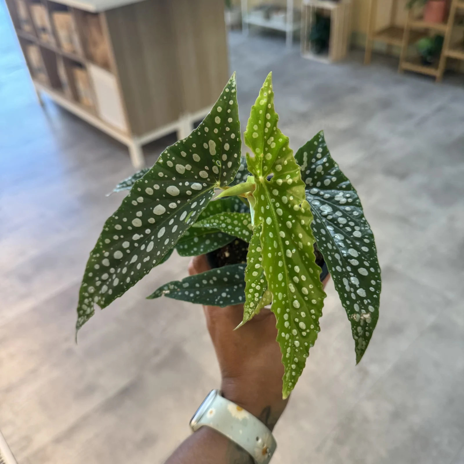Begonia Maculata White with spotted green and white leaves in small terracotta pot