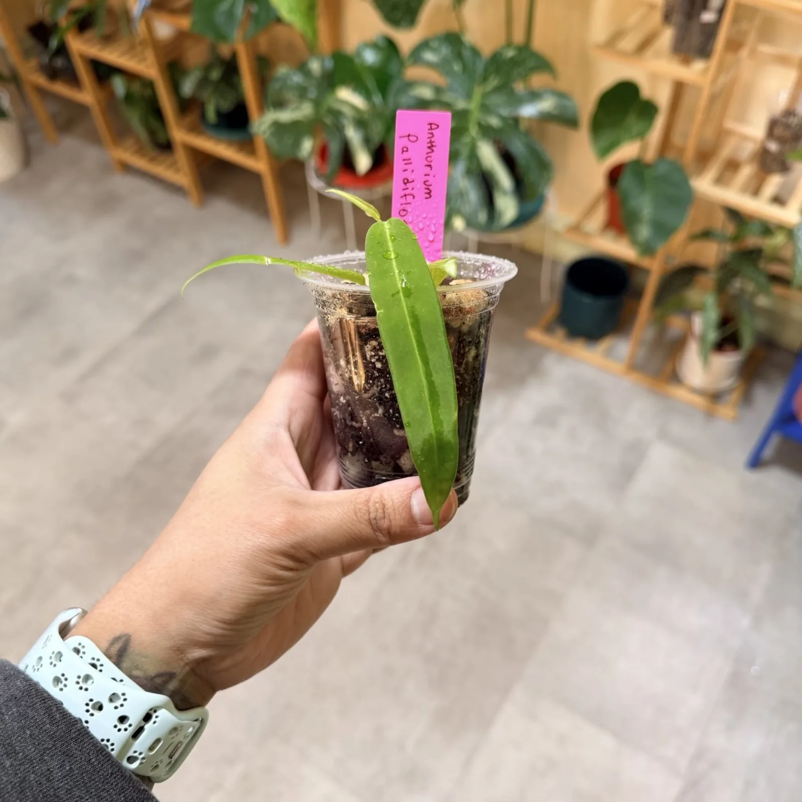 Anthurium