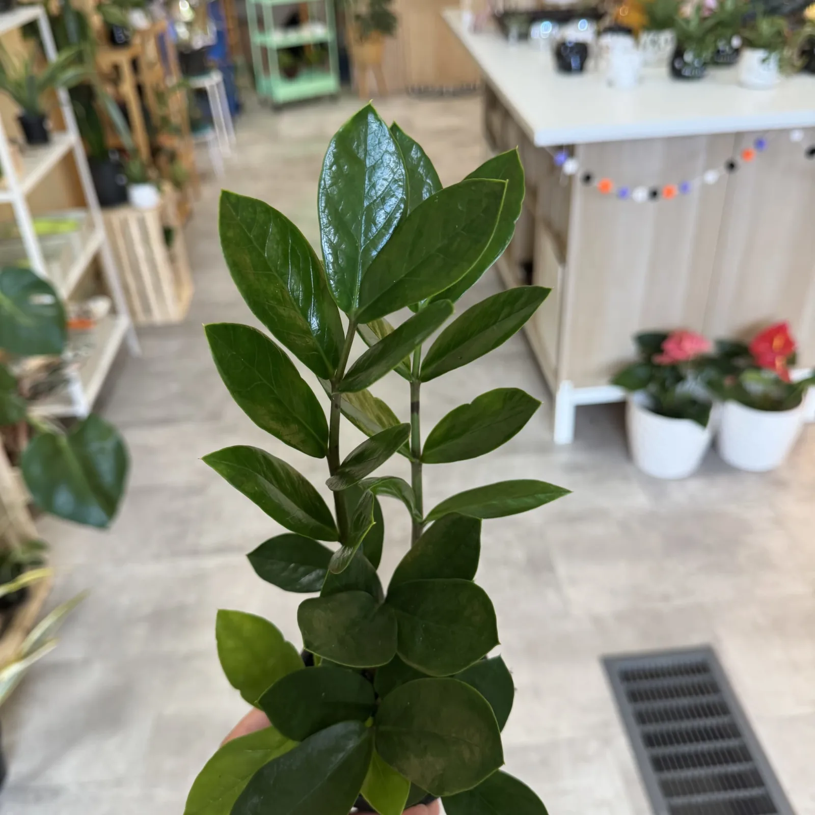 ZZ plant with glossy green leaflets on upright stems in small pot, indoor nursery setting.
