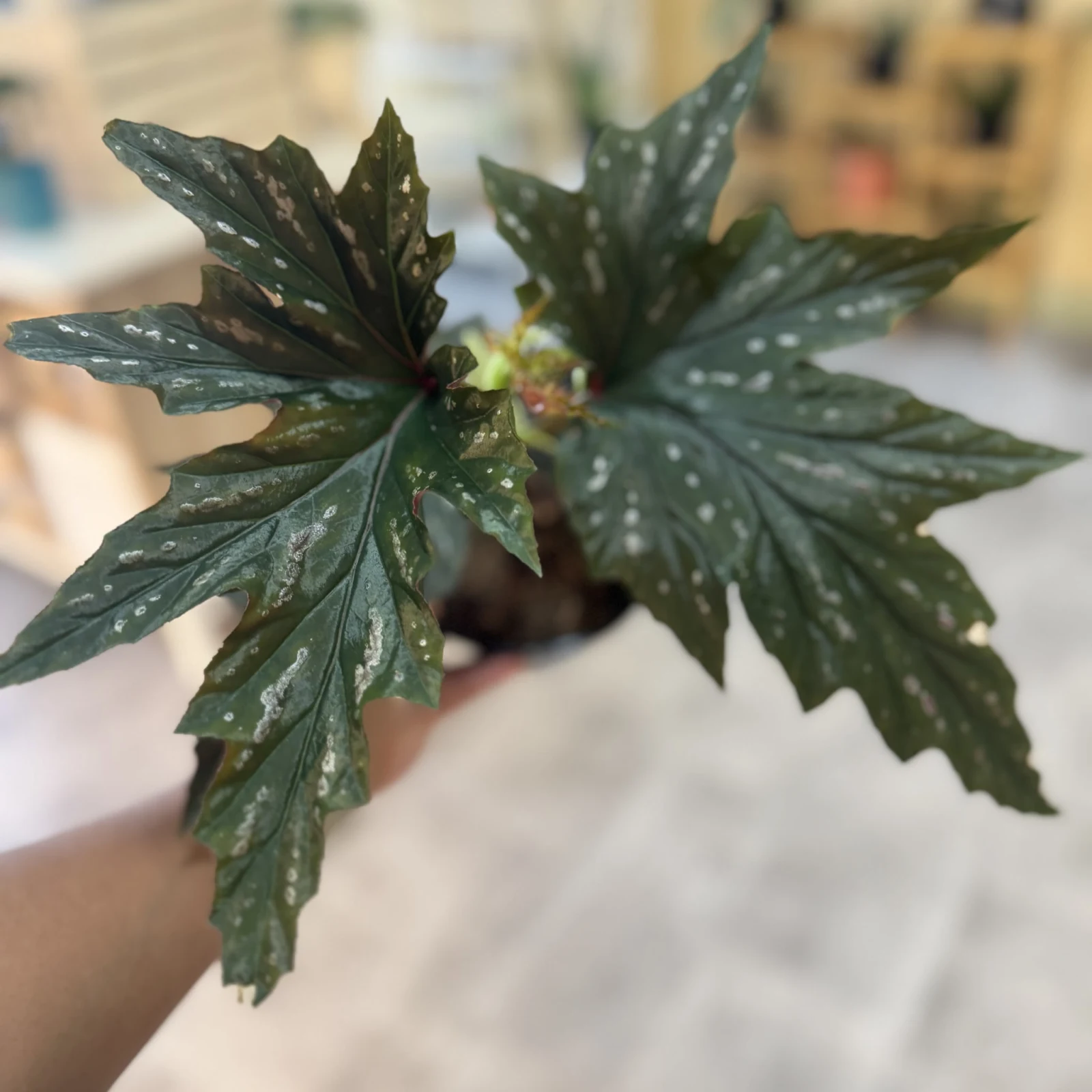 Begonia Silver Mist houseplant with variegated dark green leaves and silver spots