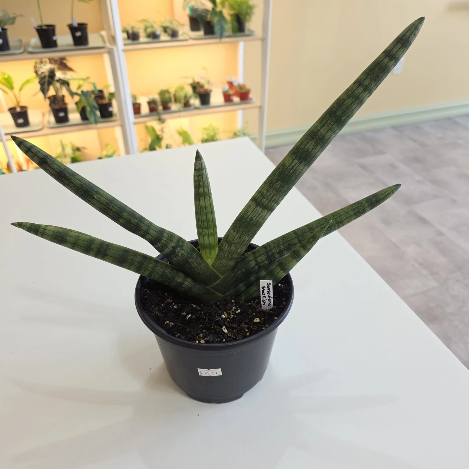 Sansevieria Starfish — image 2