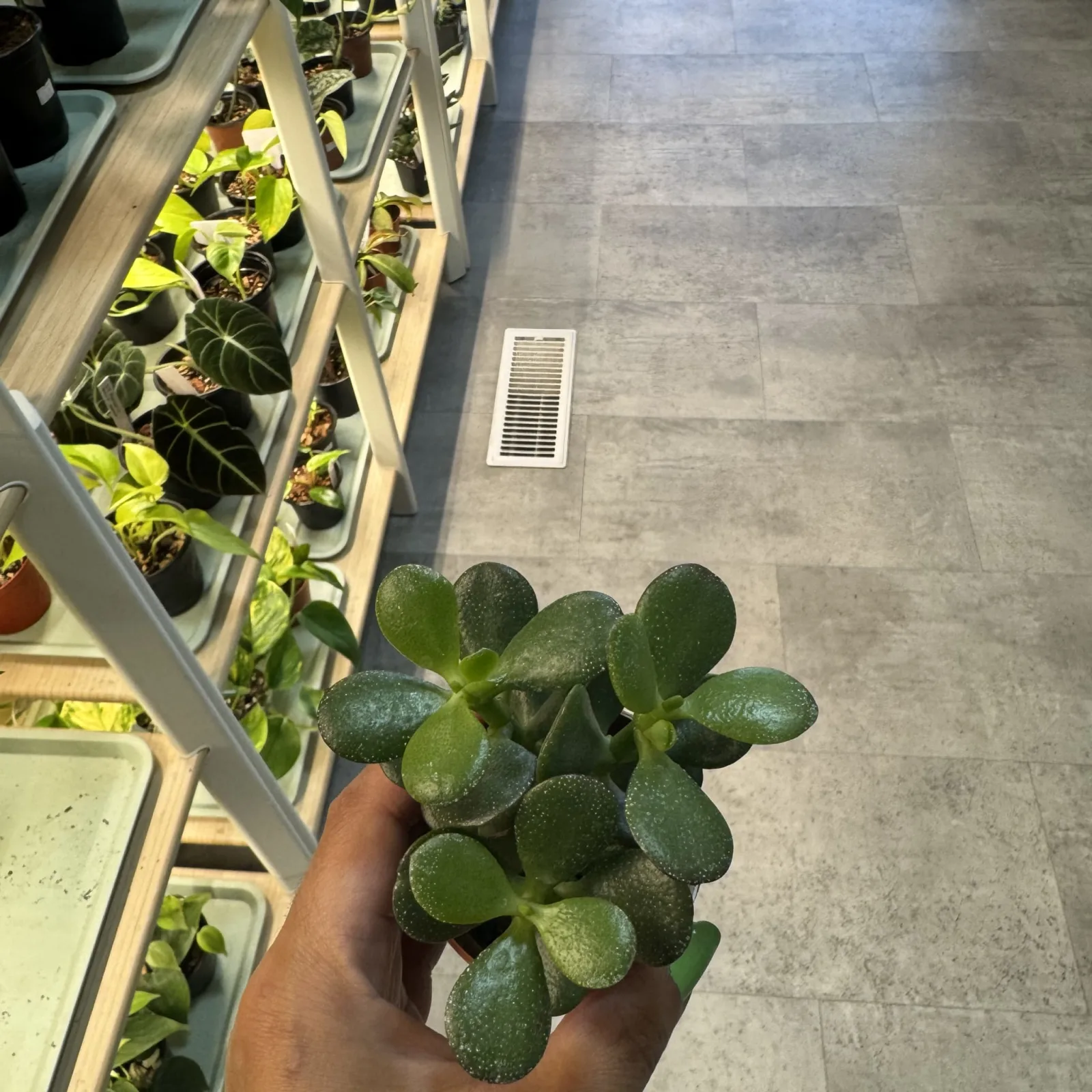 Jade plant — image 3
