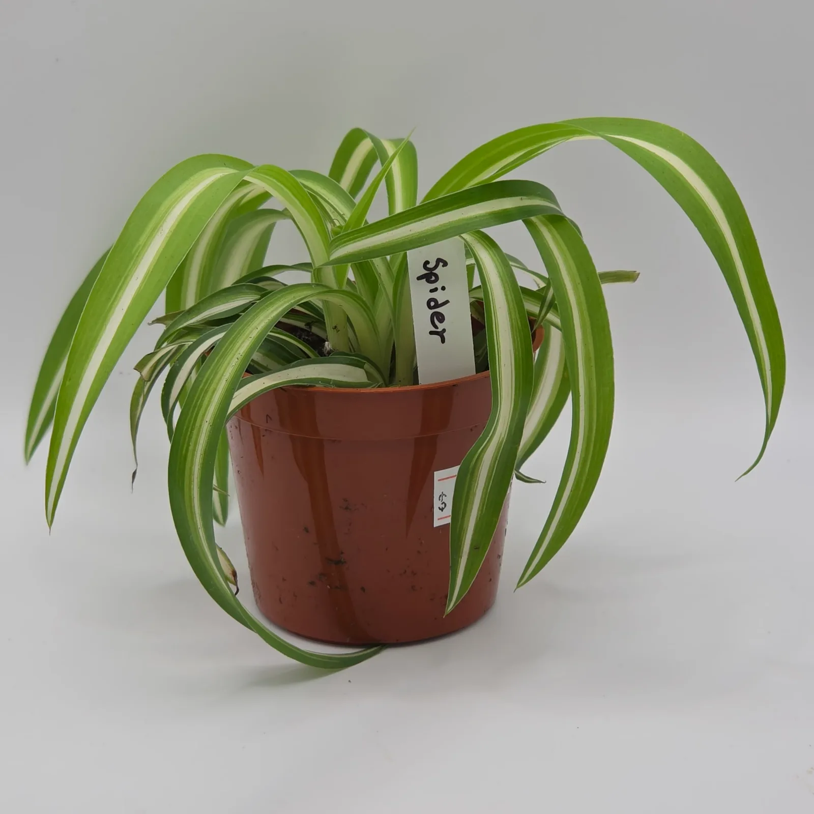 Spider Plant — image 2