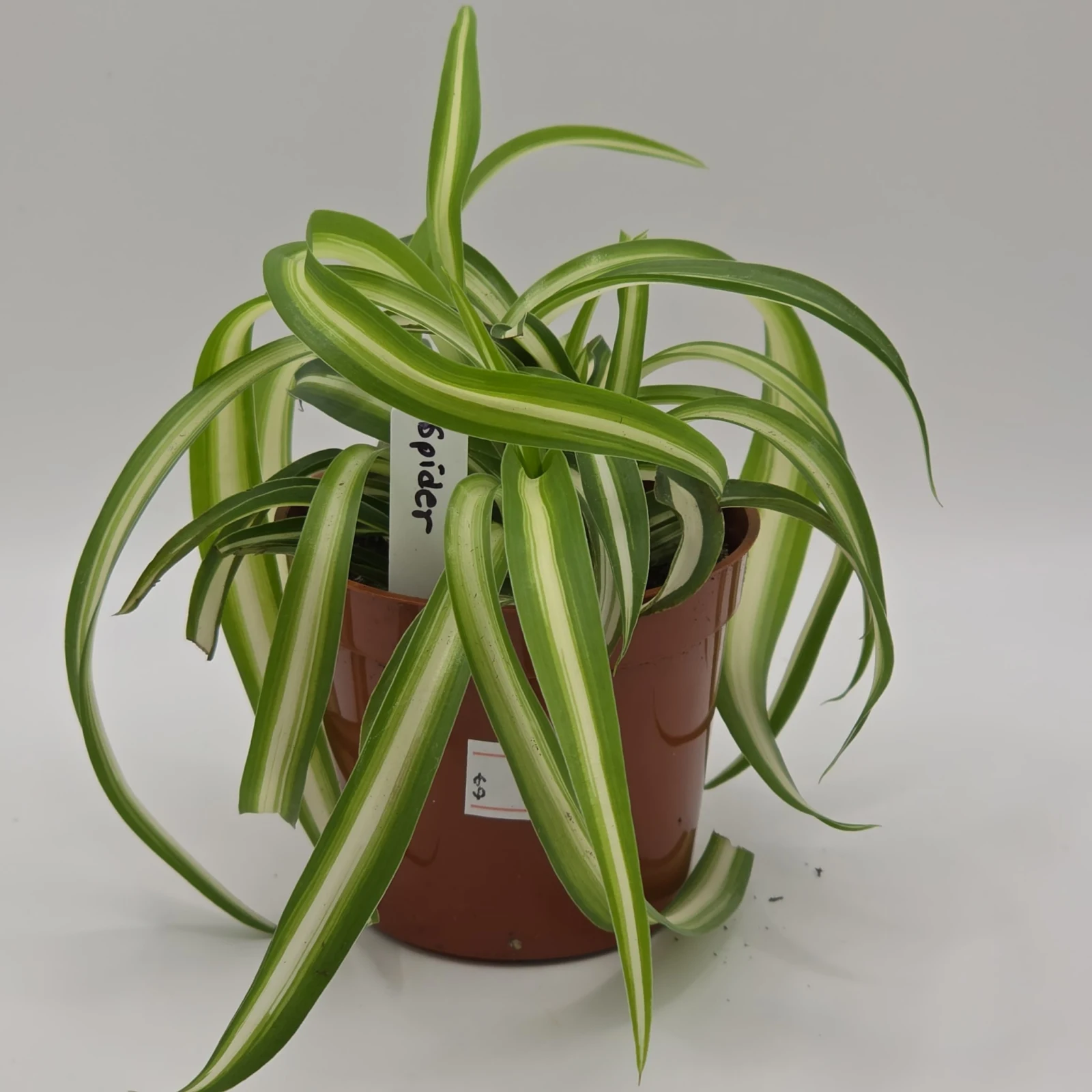 Spider Plant with variegated green and white striped leaves in terracotta pot.