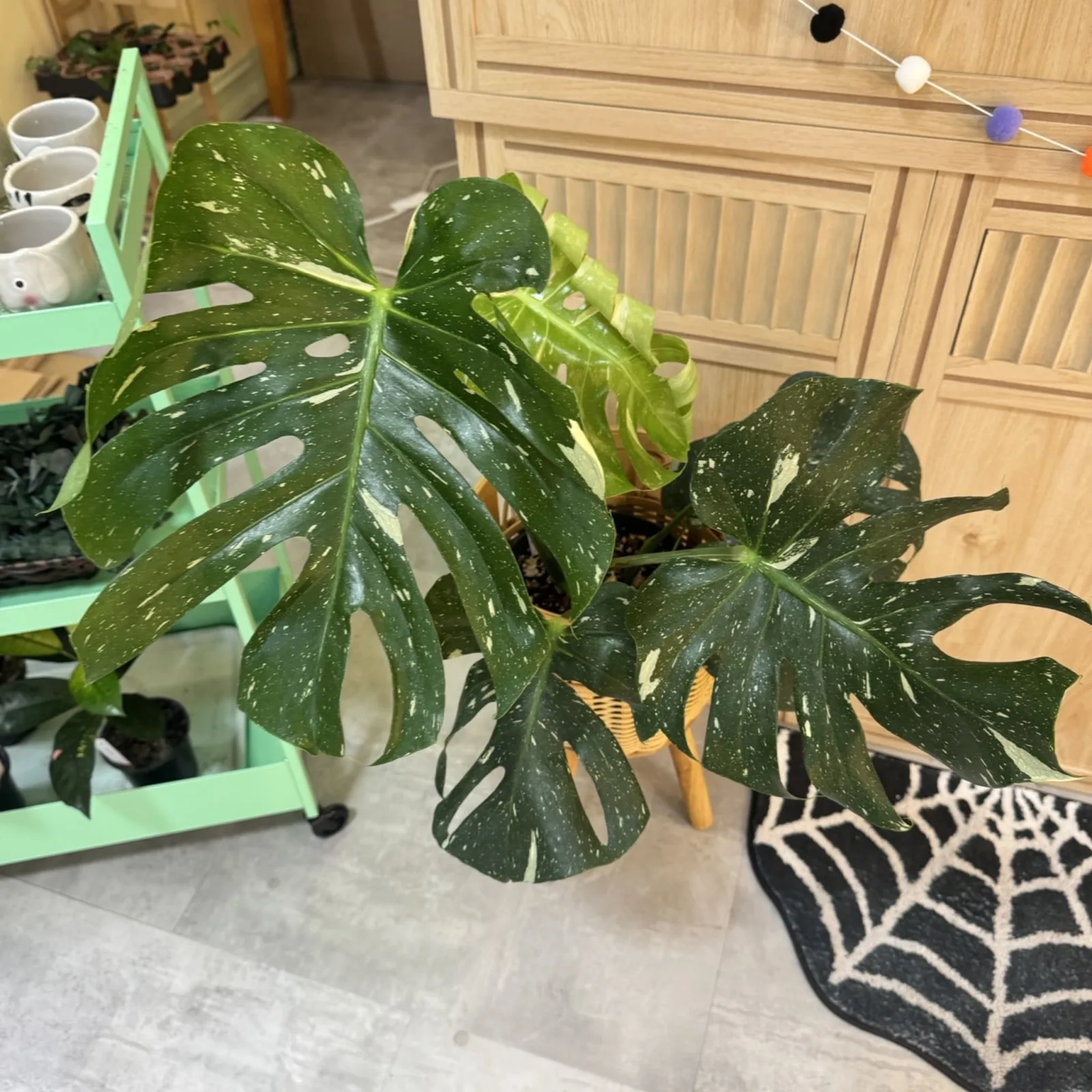 Monstera Thai Constellation 6 inch pot with variegated green leaves in bright indoor setting.