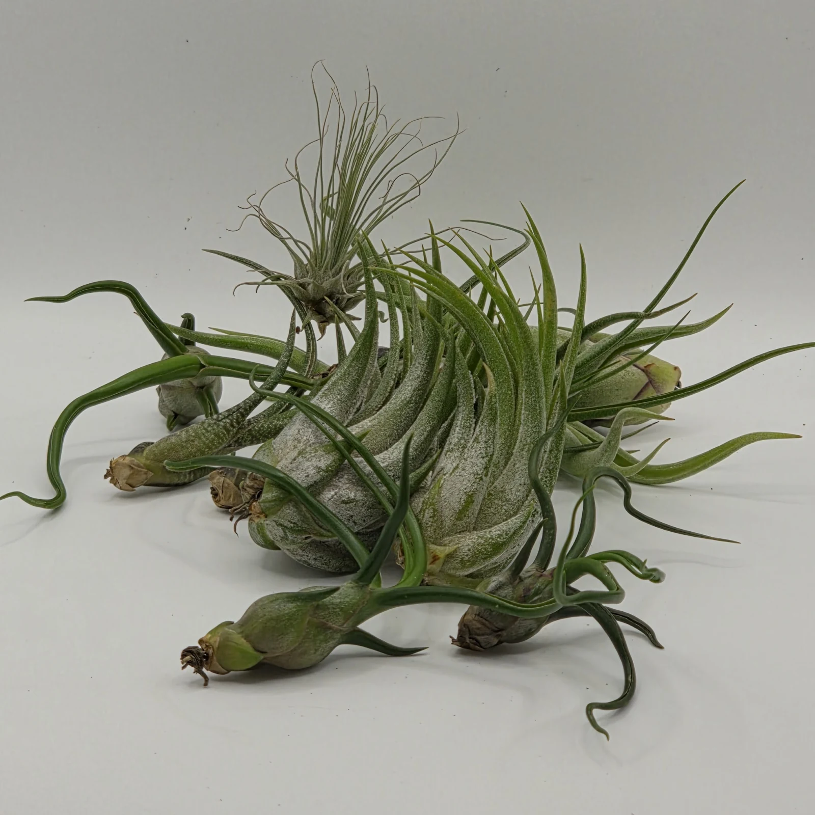Air Plant with green spiky leaves and brown pod-like structures on white background.