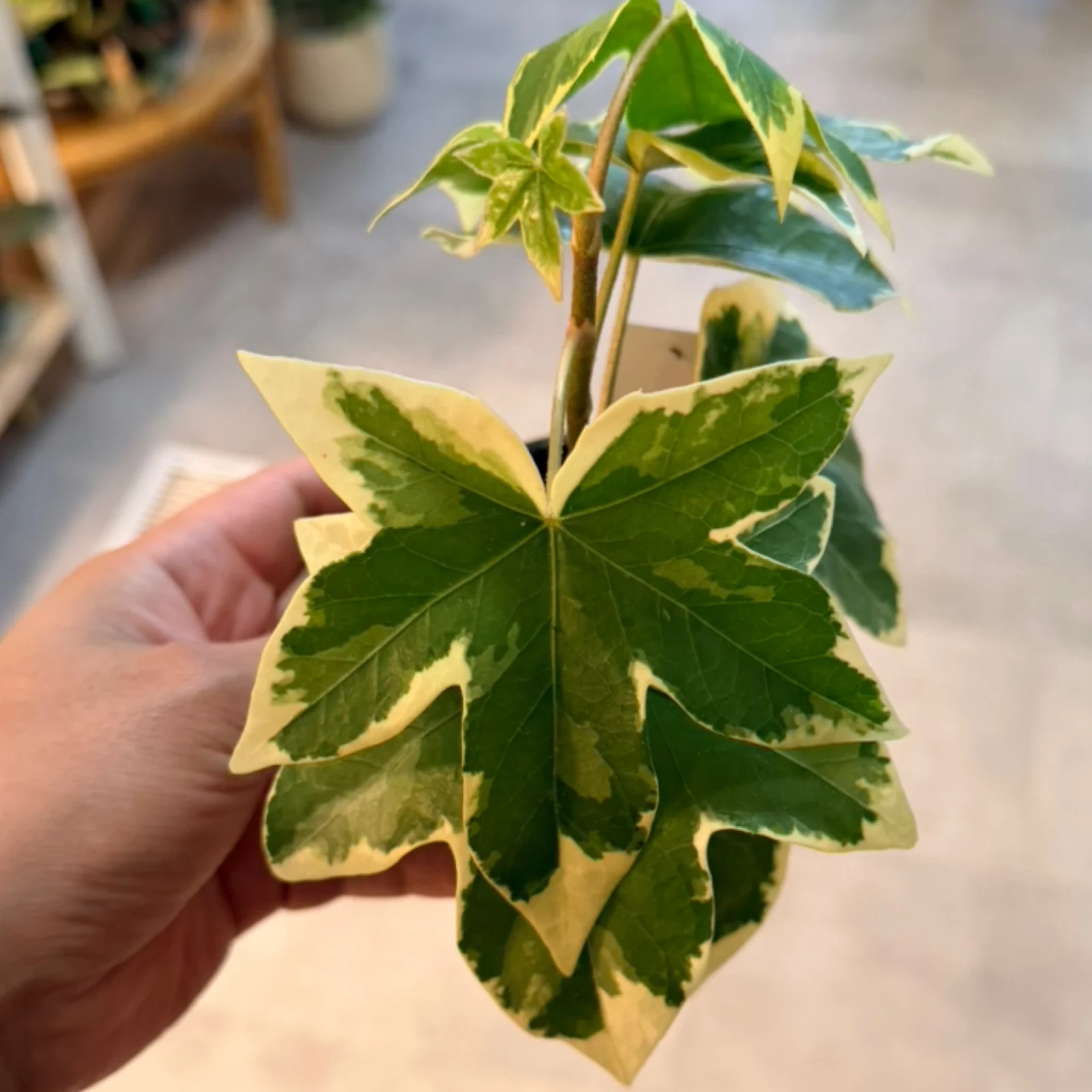 Fatshedera Angyo Star with variegated cream and green star-shaped leaves held in hand.