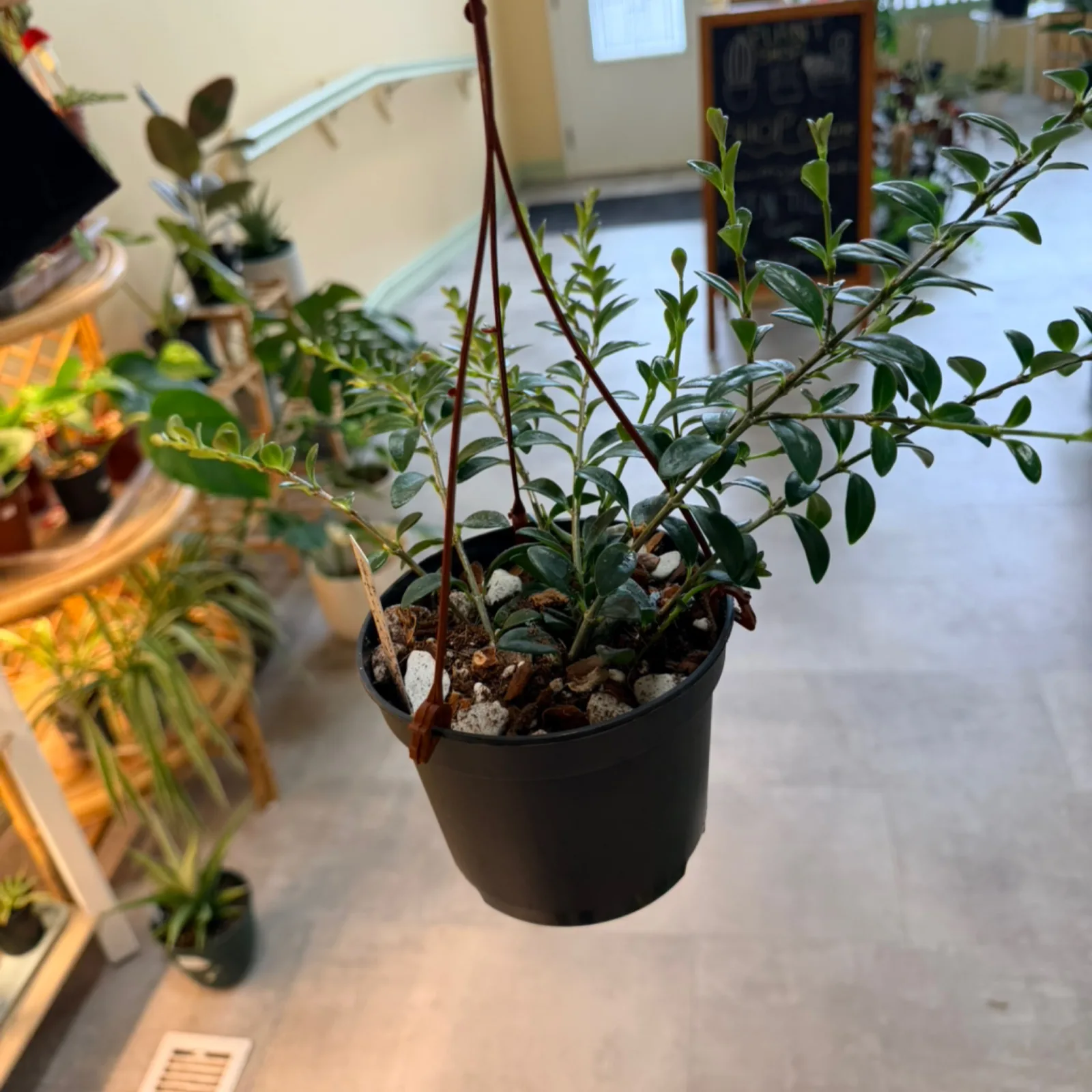 Goldfish Plant in black hanging pot with trailing green foliage indoors.