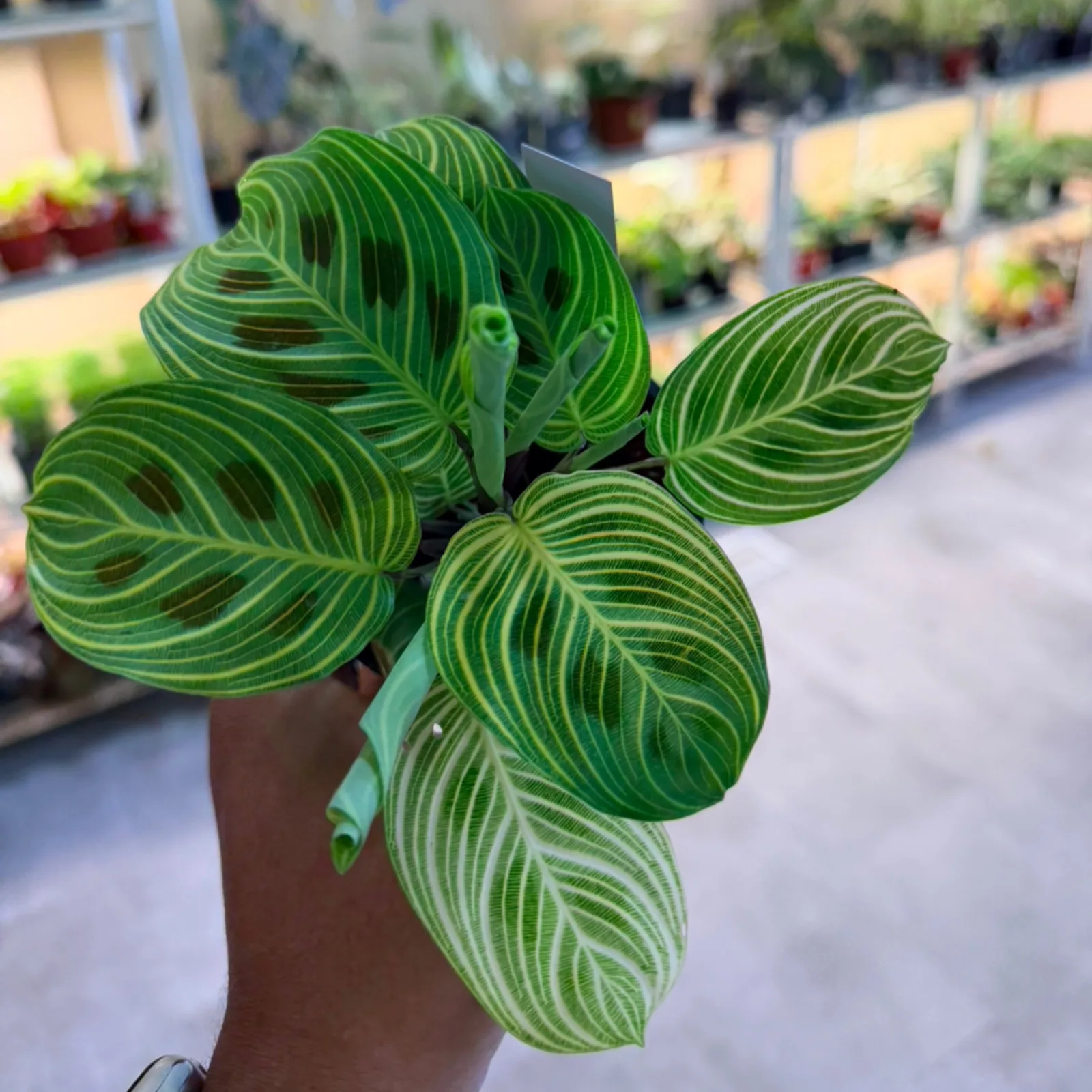 Maranta Light Veins Fantasy houseplant with striped green leaves in terracotta pot.