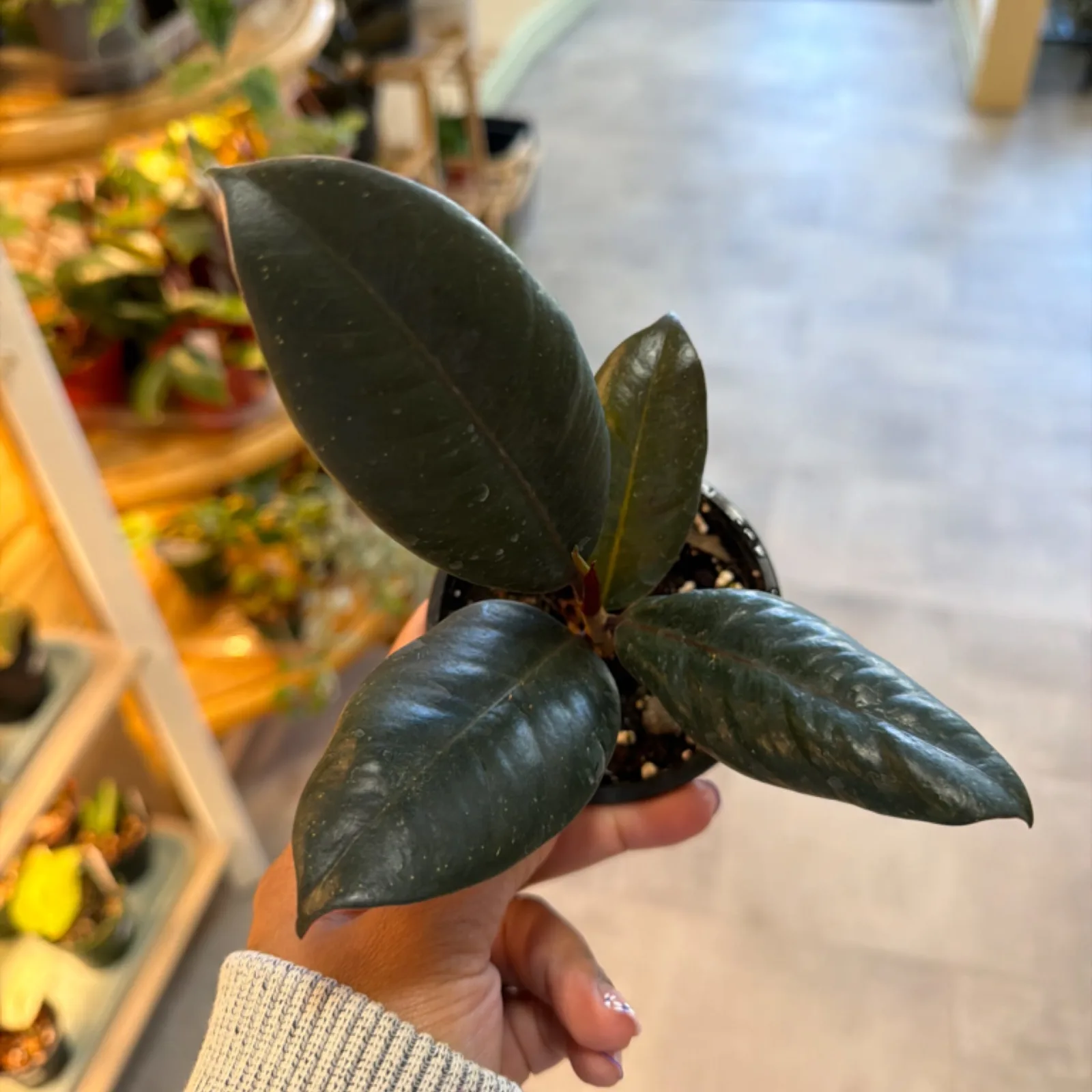 Ficus Burgundy houseplant with dark green leaves held in hand, small black pot visible.