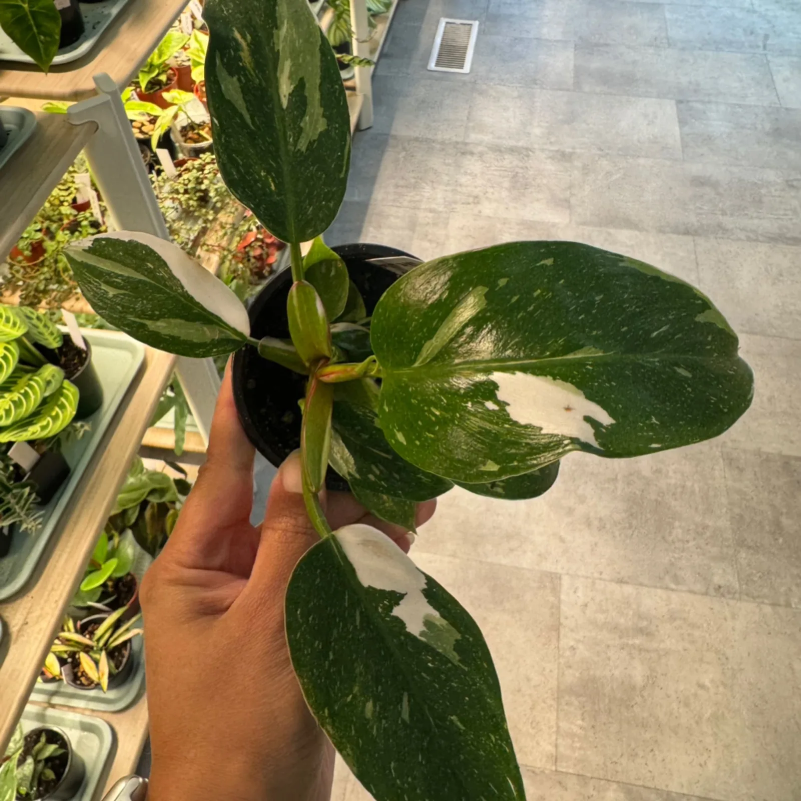 Philodendron White Wizard with variegated green and white leaves held in hand, black pot.