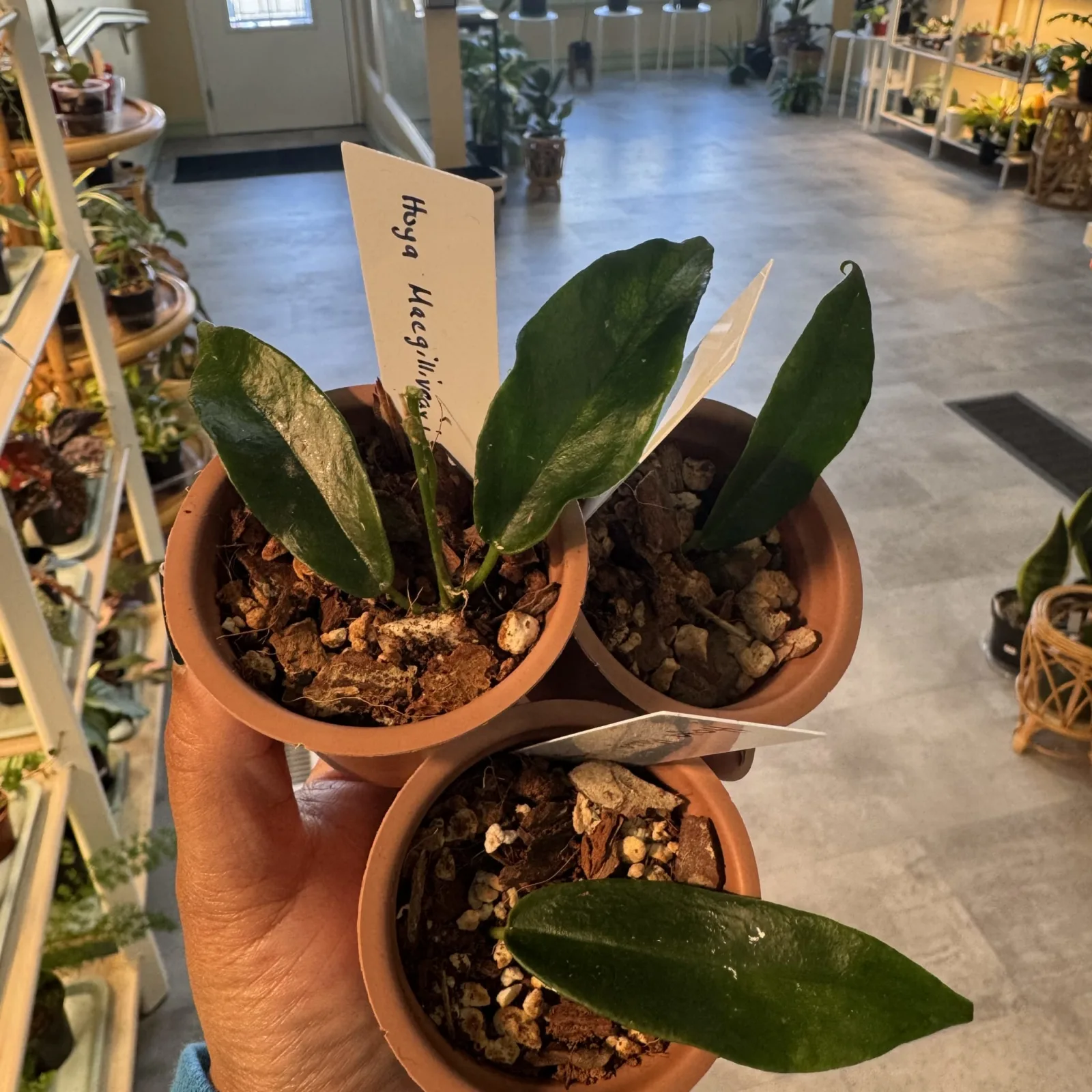 Hoya Macgillivrayi plant with dark green leaves in terracotta pot with label.