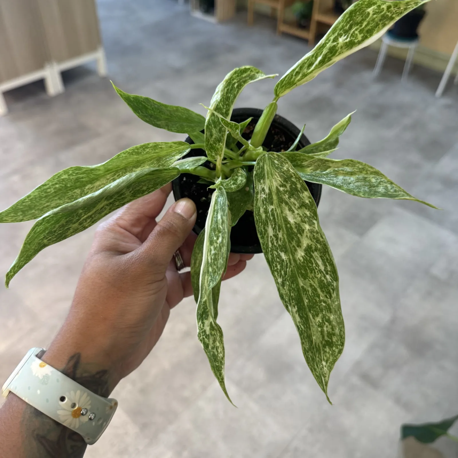 Philodendron Jose Bueno — image 2