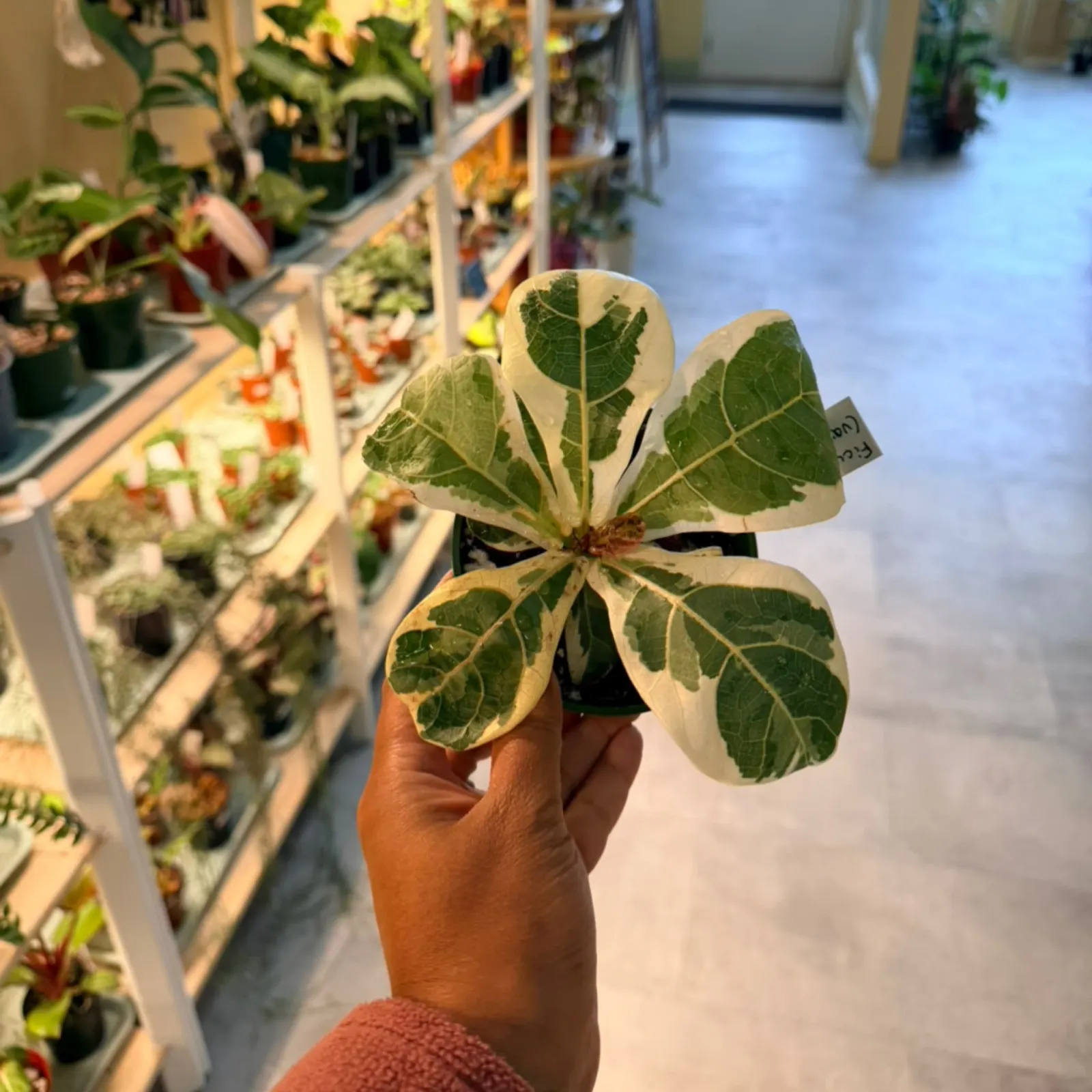 Ficus lyrata 'Variegata' with cream and green variegated leaves held in hand at nursery.