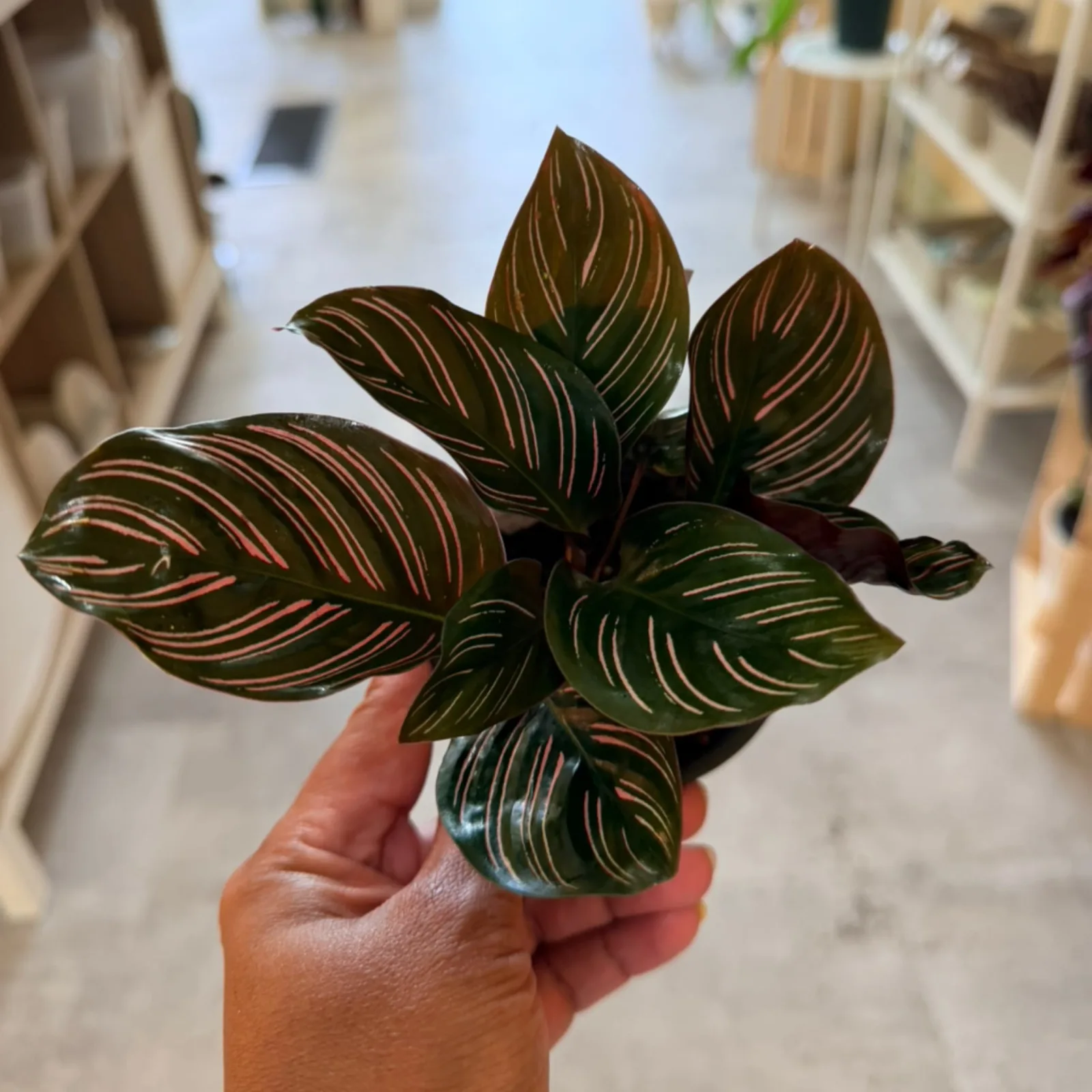 Calathea Ornata Pinstripe houseplant with striped pink and green leaves held in hand