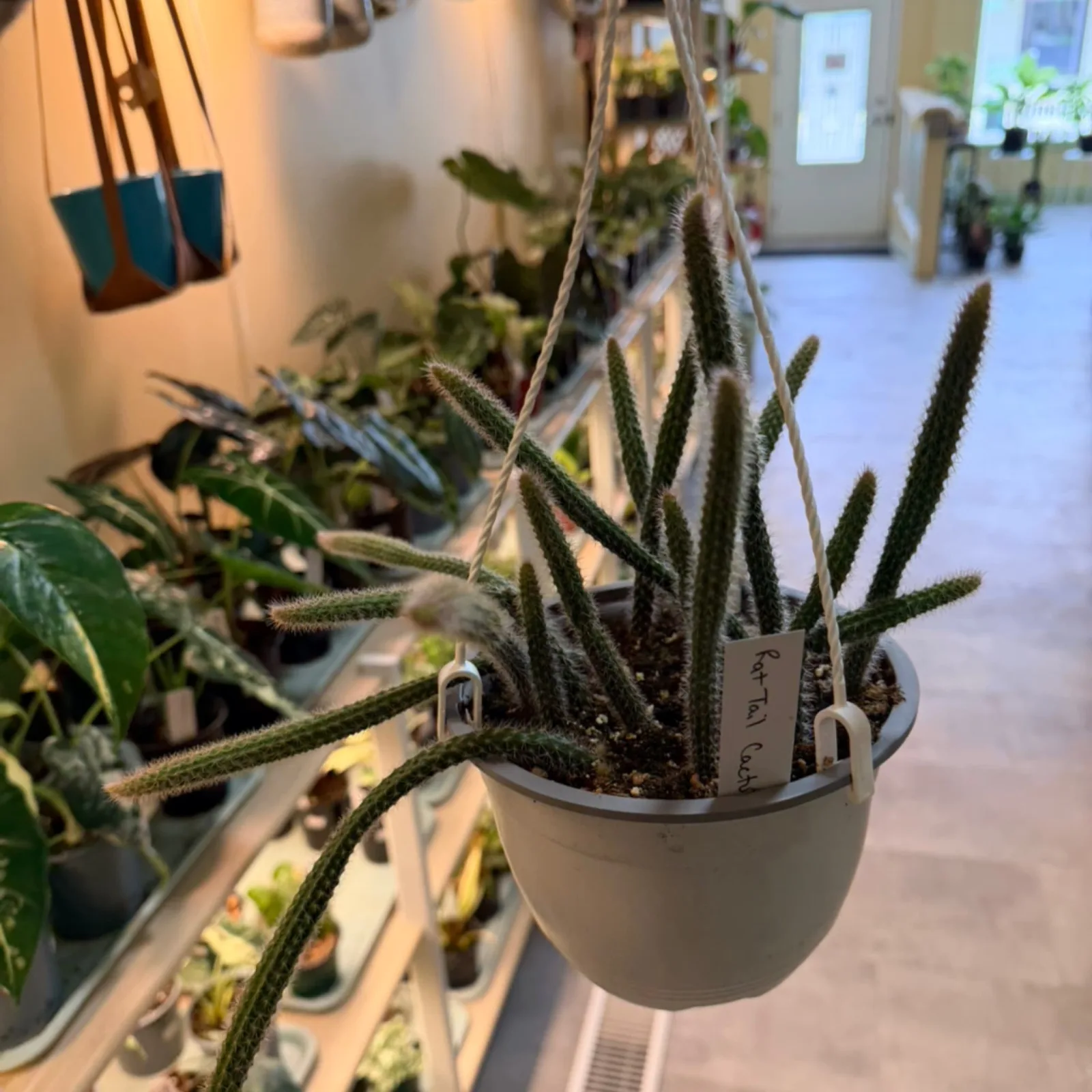Rat Tail Cactus hanging in gray pot with trailing green stems indoors.