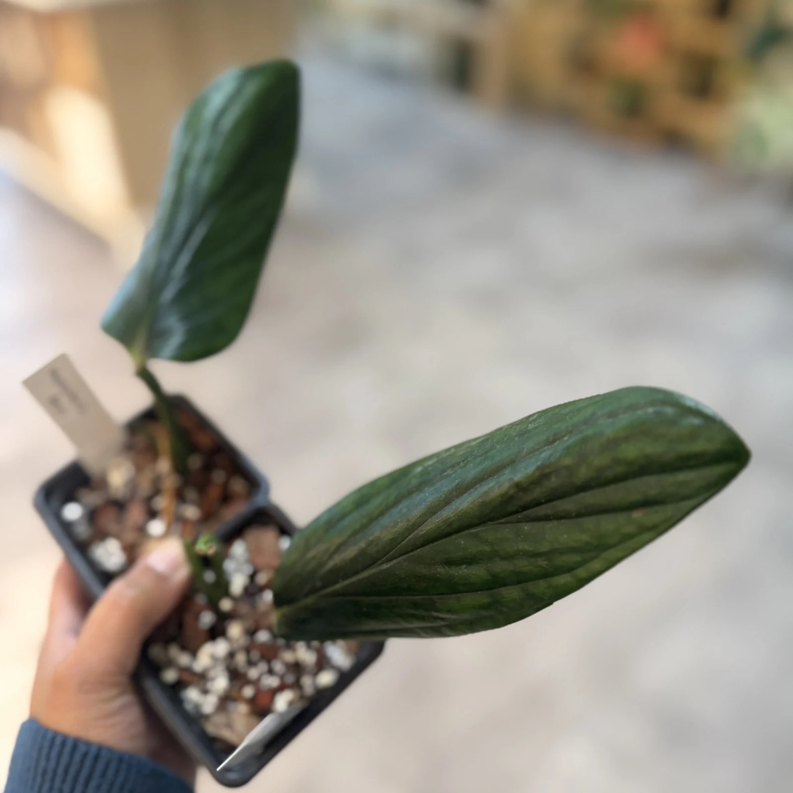 Monstera Peru houseplant with elongated green leaves in small decorative pot held in hand