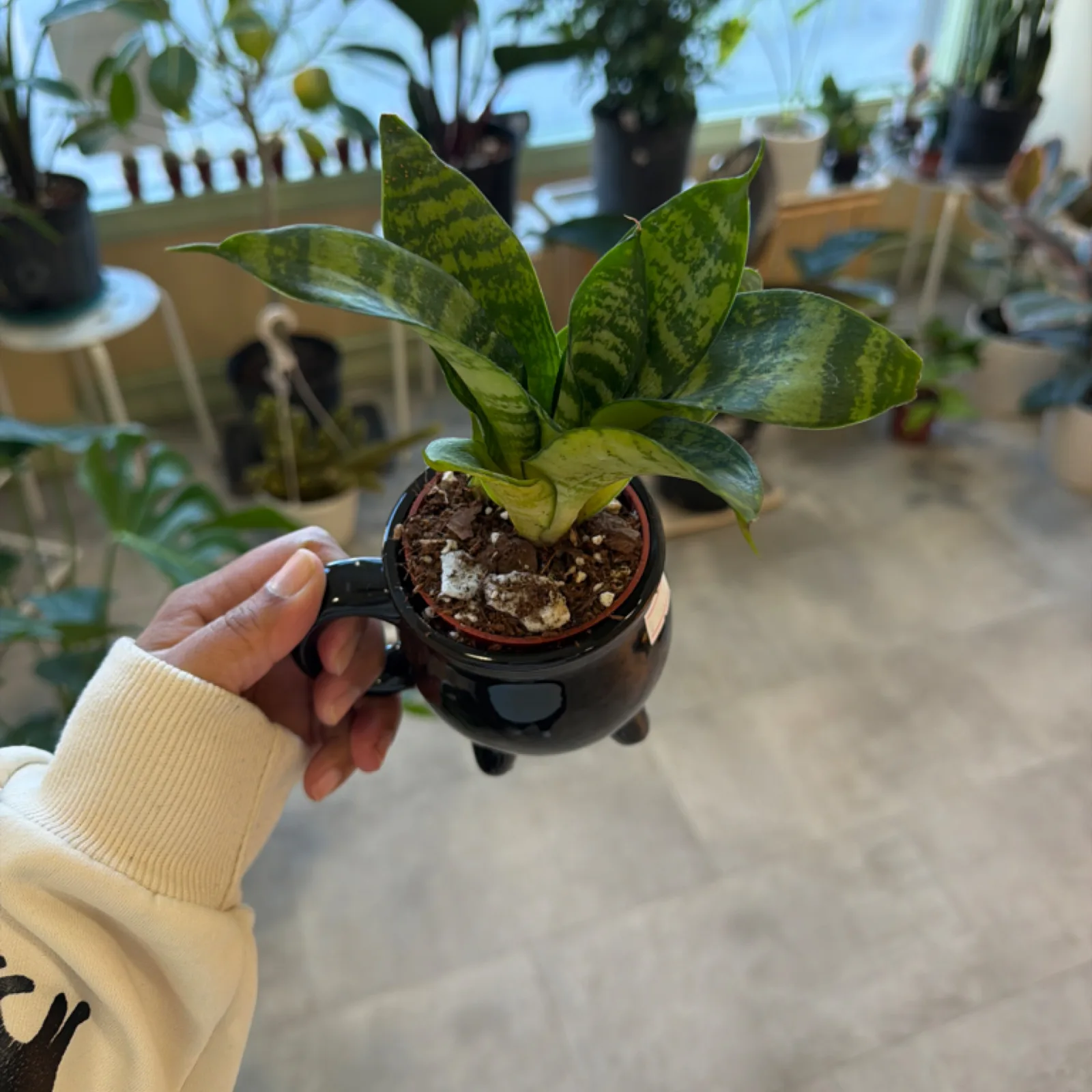 Birds Nest Sansevieria in black cauldron mug pot, held in hand indoors.