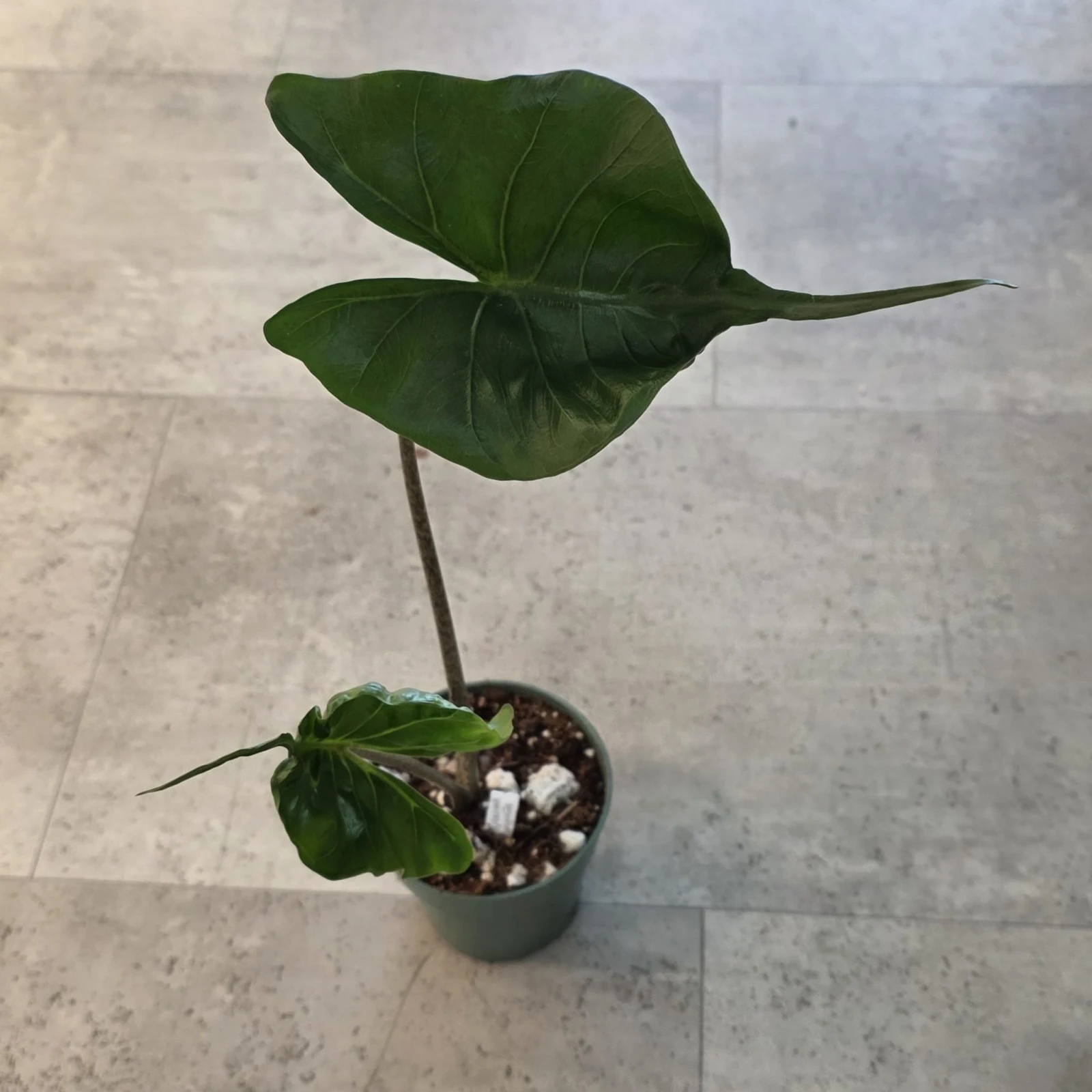 Alocasia Stingray houseplant with distinctive arrow-shaped leaves in small gray pot.