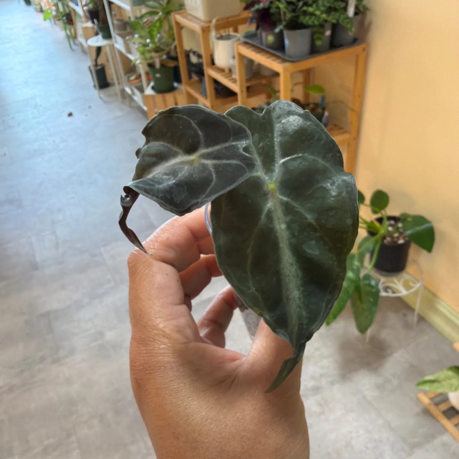 Alocasia 'Venom' houseplant with dark green heart-shaped leaf held in hand indoors.