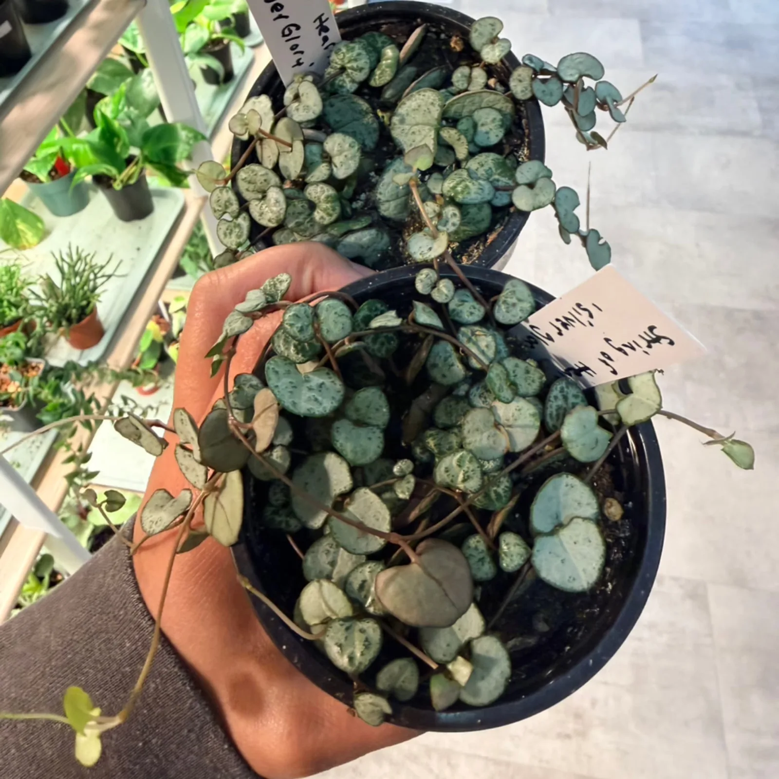 String of Hearts succulent plant in white hanging basket with trailing vines.
