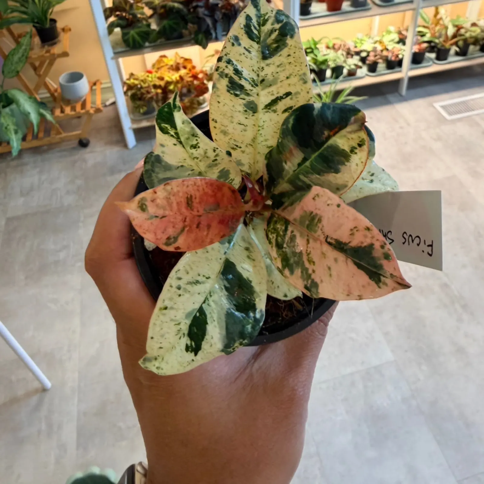 Ficus Shivereana houseplant with variegated cream and green leaves in terracotta pot, held in hand.
