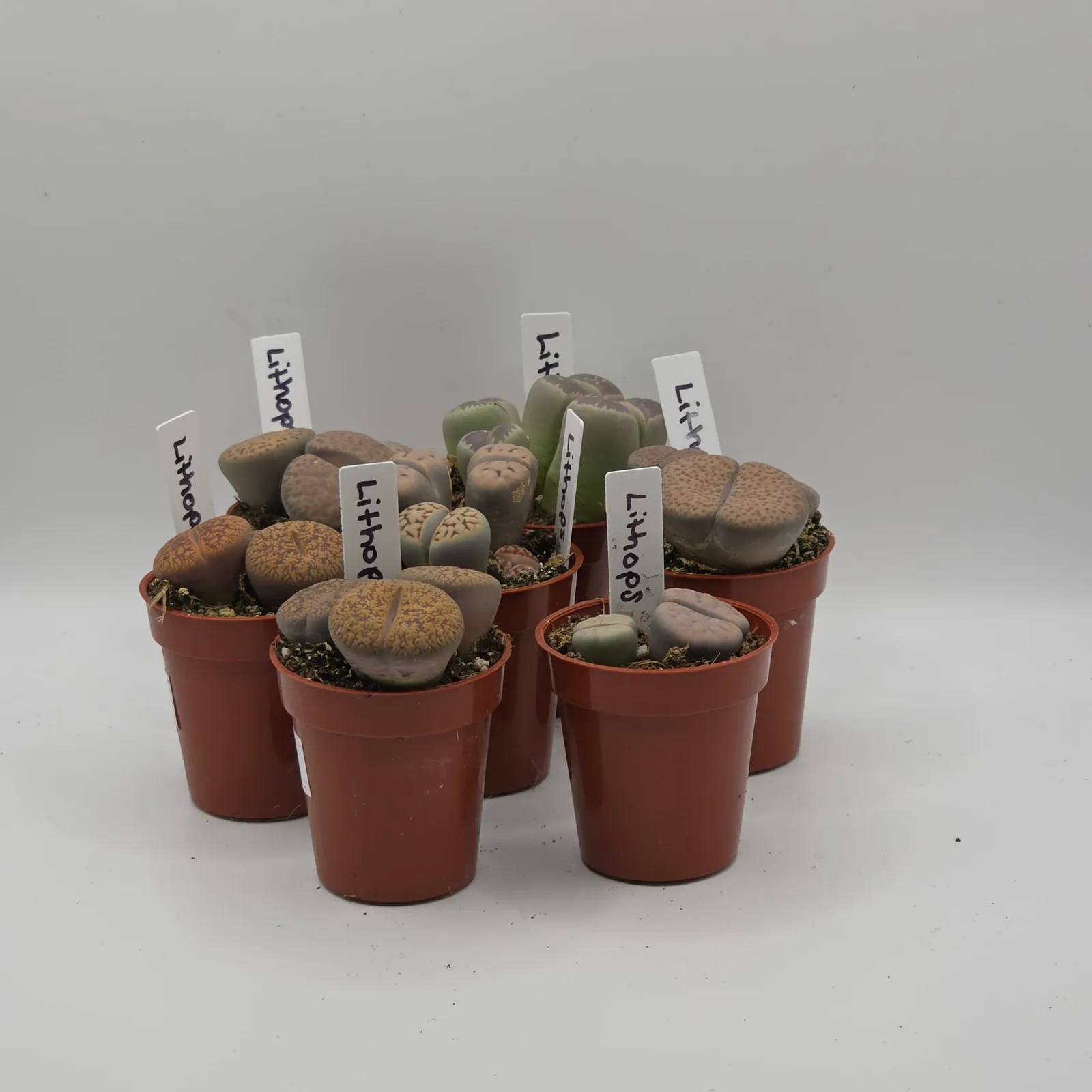 Lithops — image 2