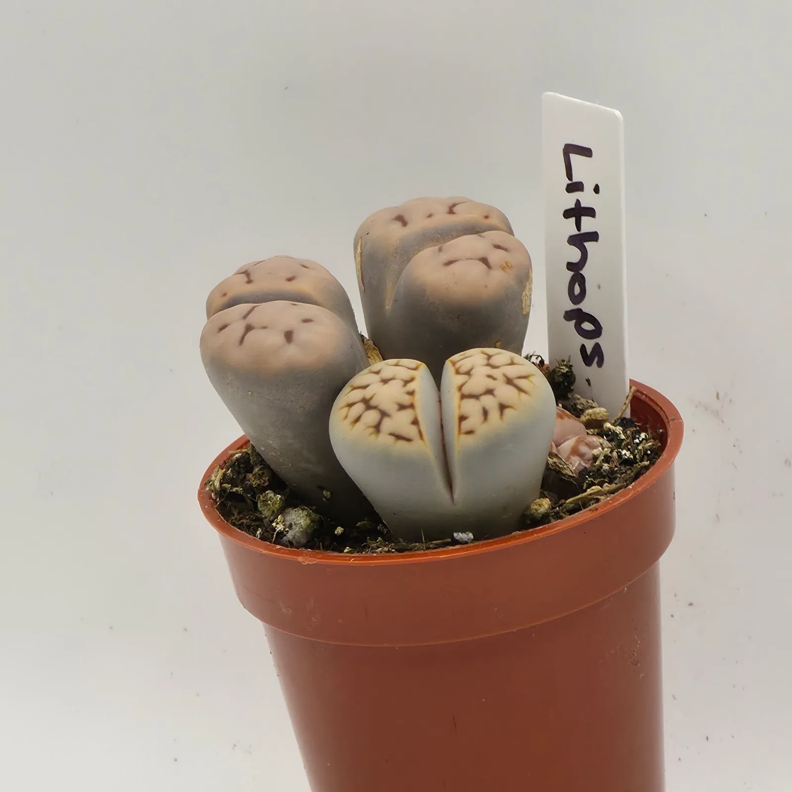 Lithops — image 3