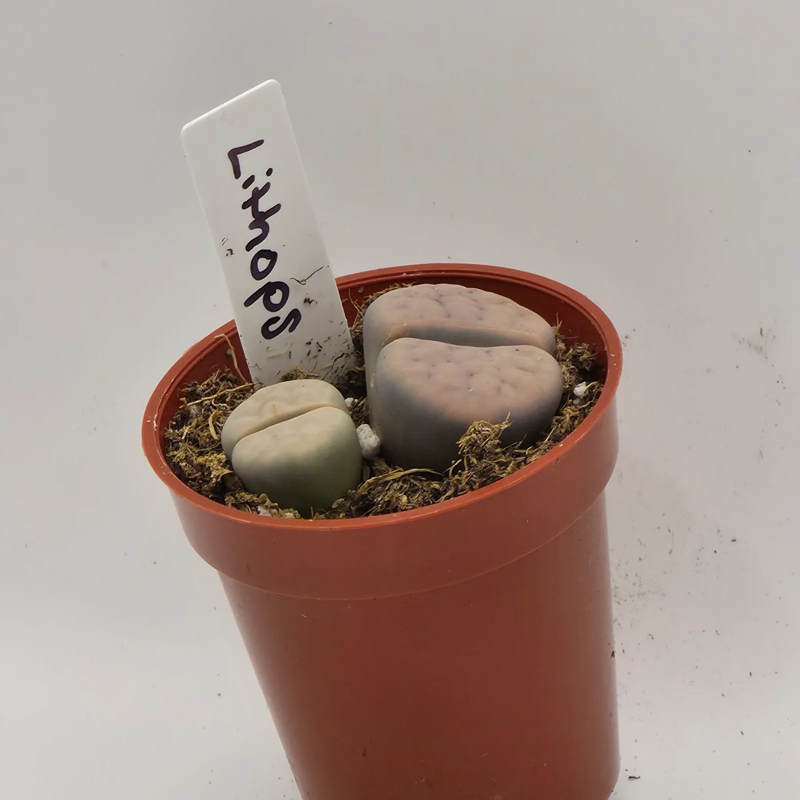 Lithops — image 4