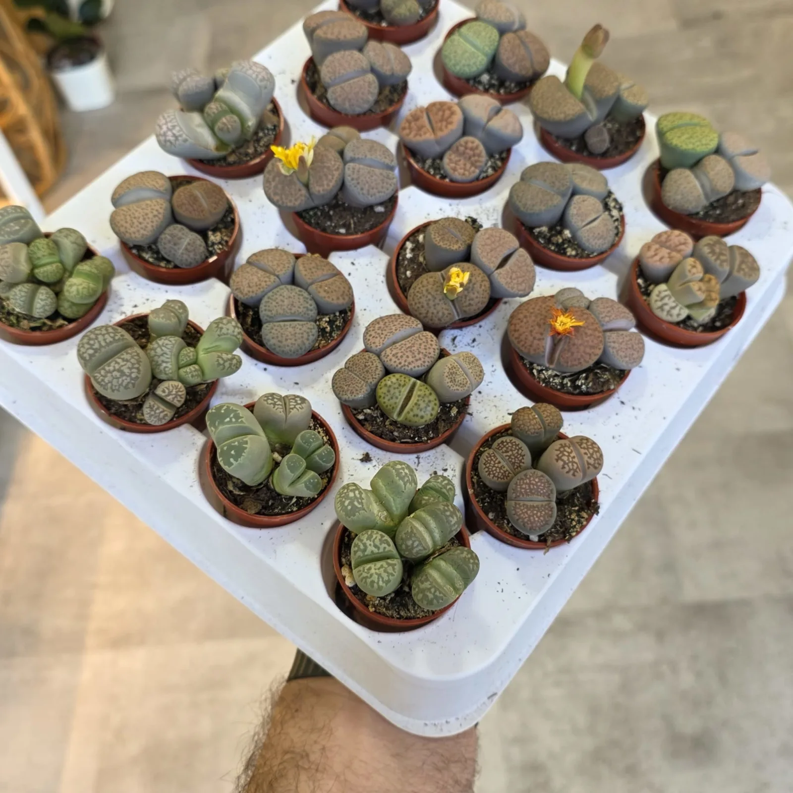 Lithops succulents in terra cotta pots displayed on white tray, stone-like appearance.