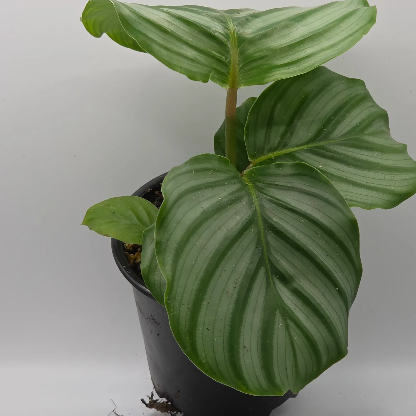Calathea Orbifolia — image 2